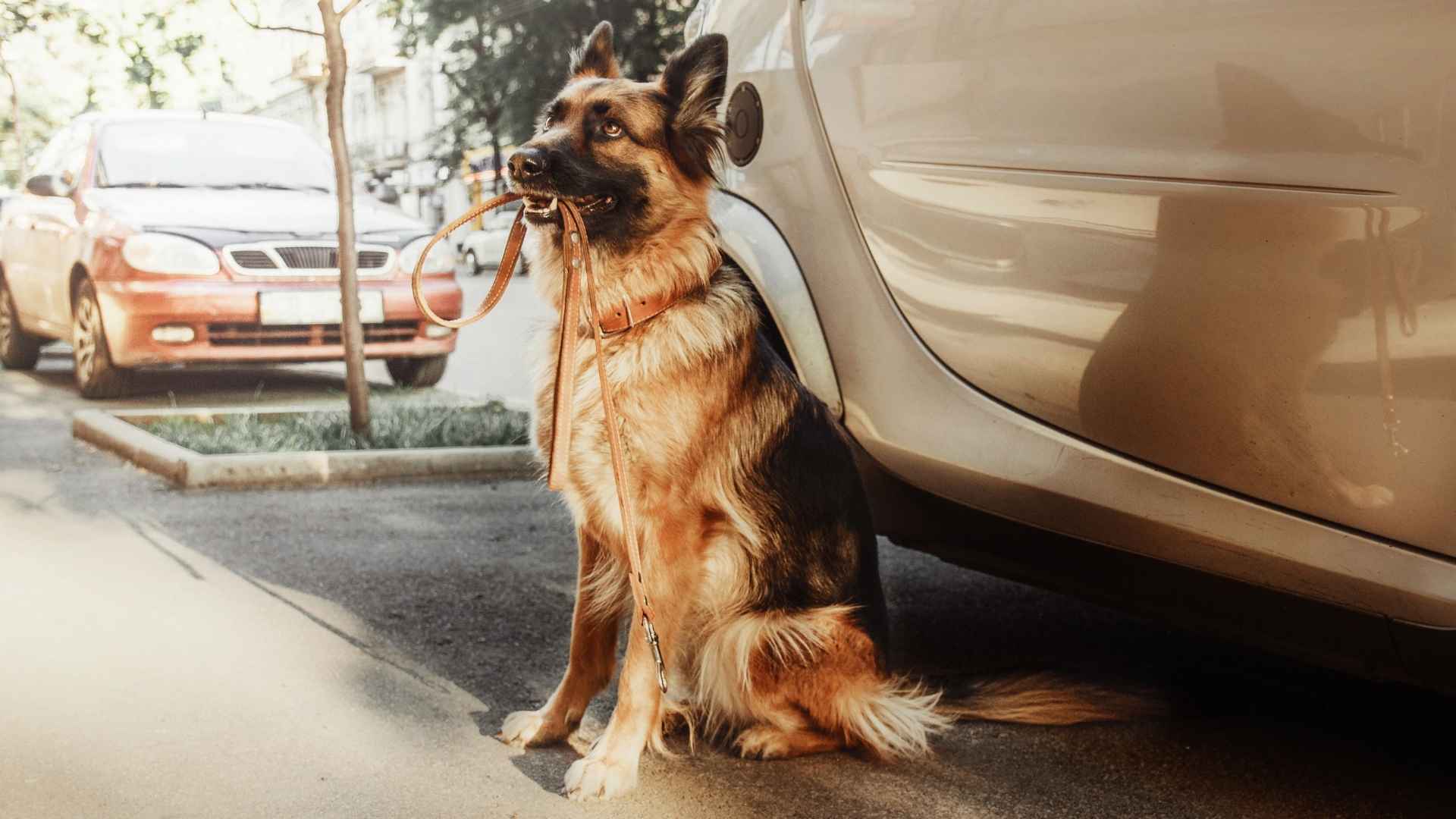 7 Dog Breeds That Block Strangers From Touching Cars