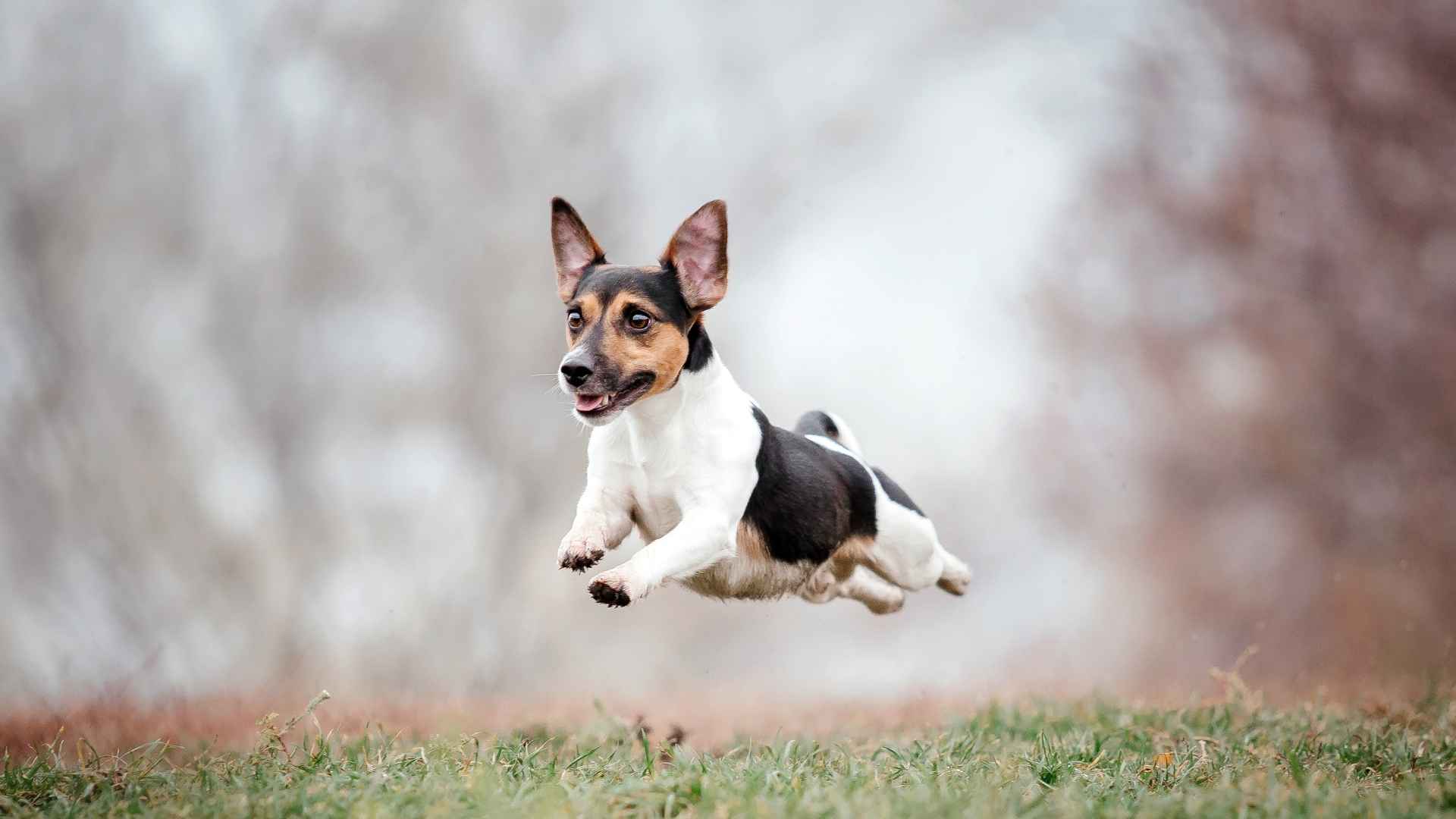 7 Dog Breeds That Bounce Like Puppies Even At 10 Years