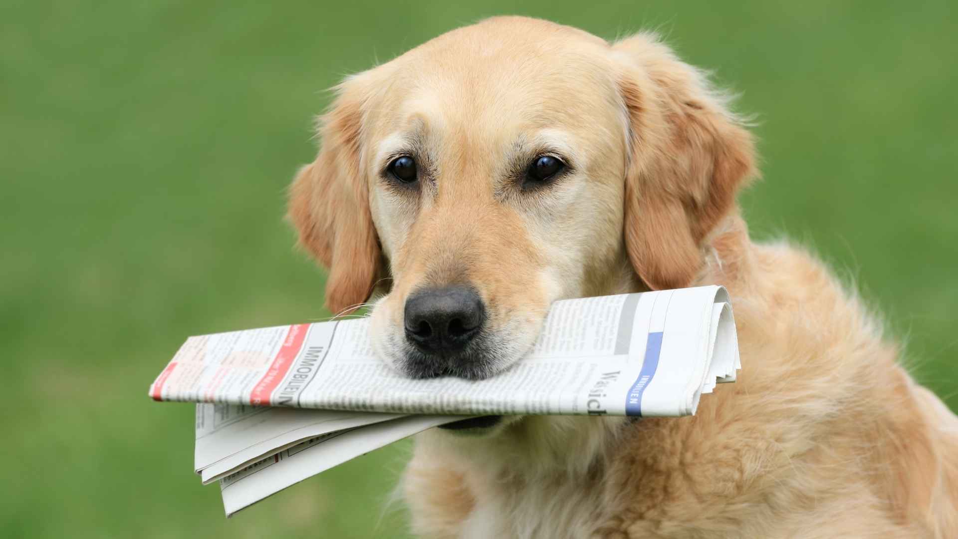 7 Dog Breeds That Bring Newspapers Without Training