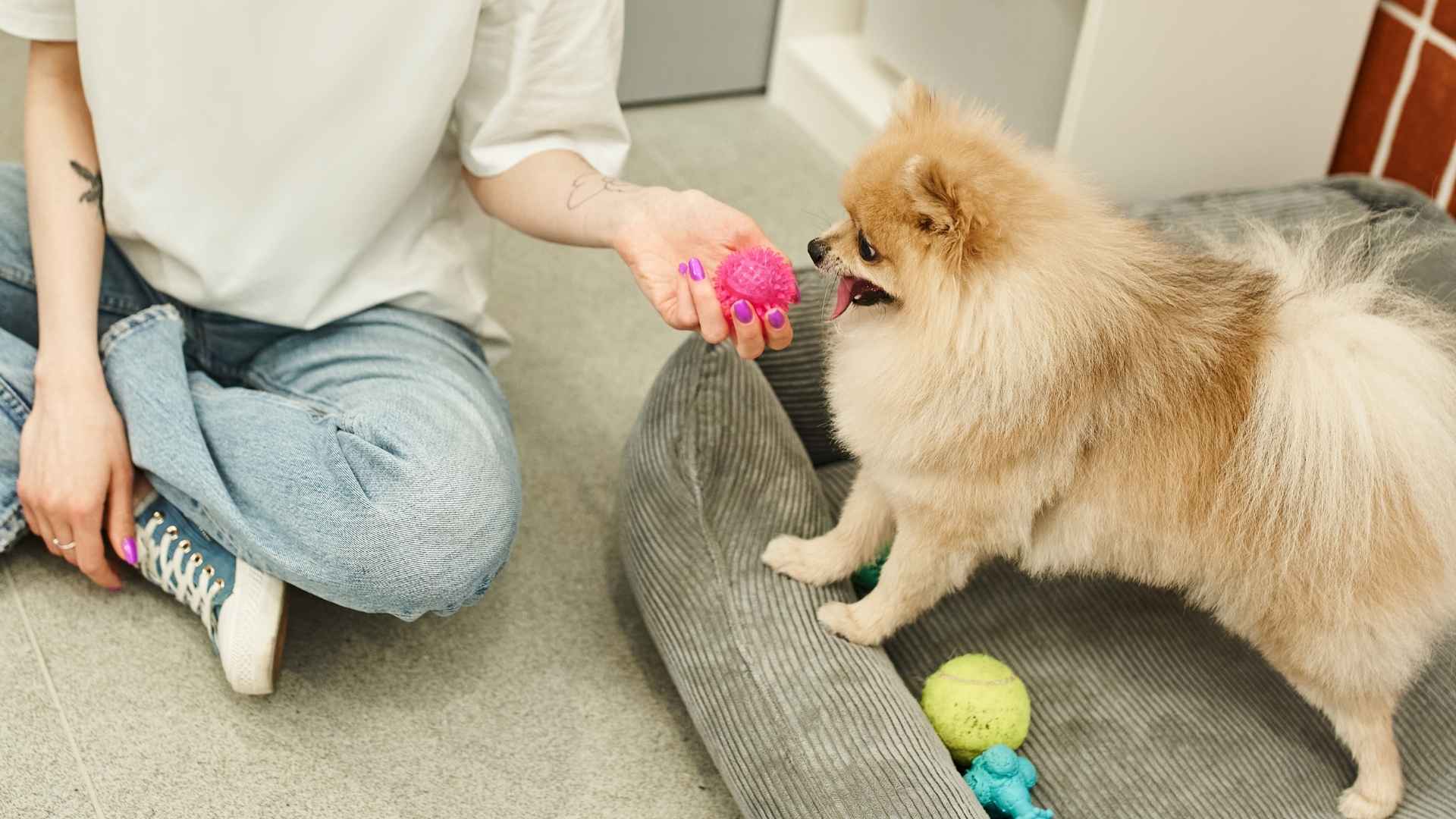 7 Dog Breeds That Bring Owners Favorite Toys Daily for Fun Playtime