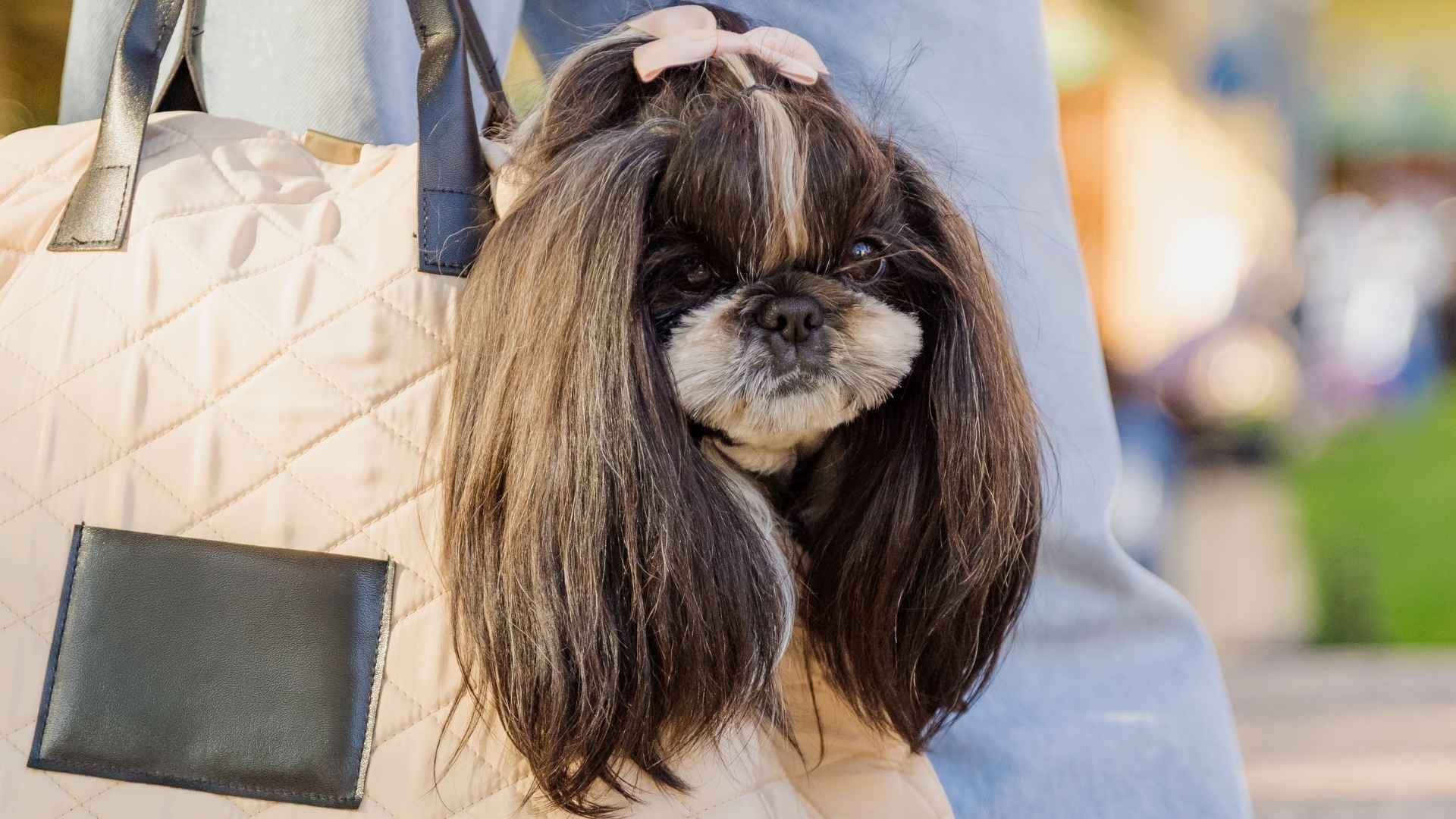 7 Dog Breeds That Can Handle Long Shopping Days
