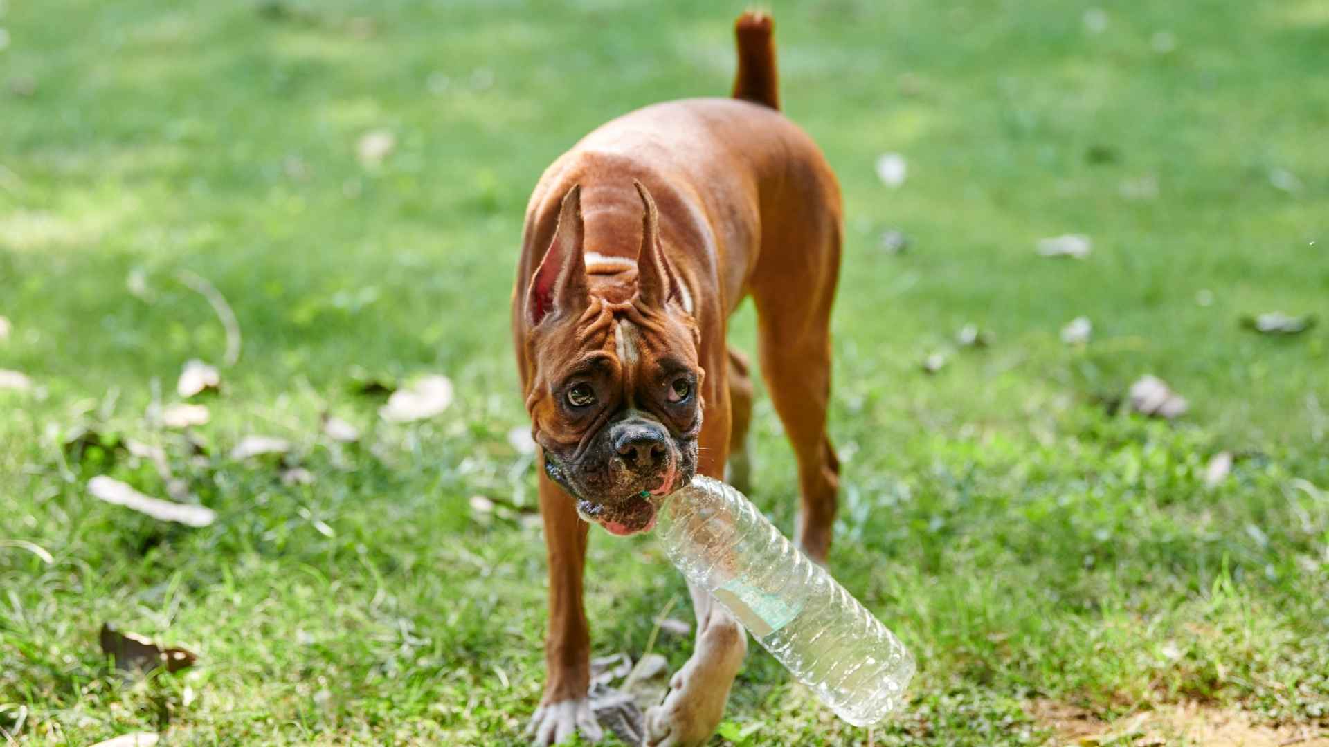 7 Dog Breeds That Carry Plastic Bottles Like Trophies