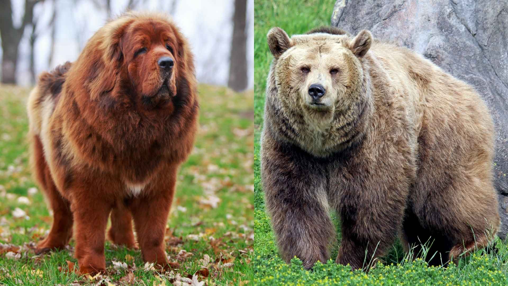 7 Dog Breeds That Chase Away Bears From Camps
