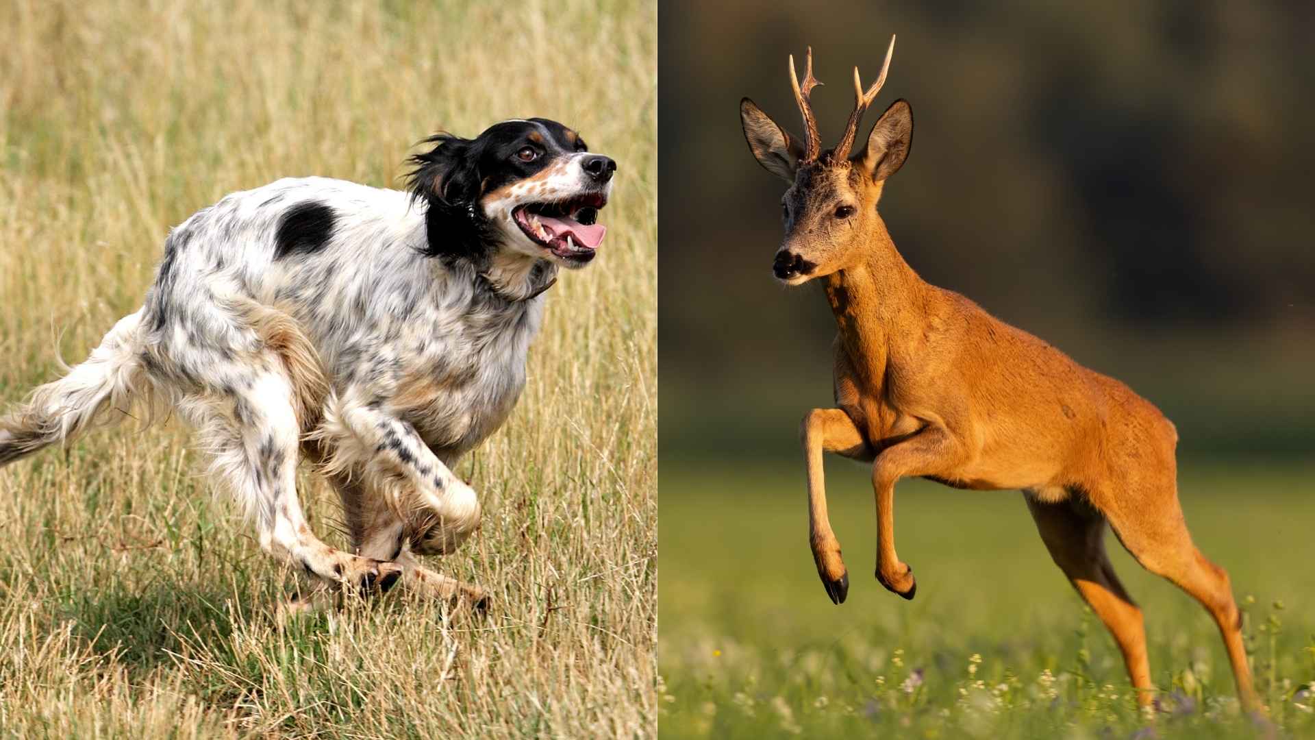 7 Dog Breeds That Chase Deer At High Speed Naturally