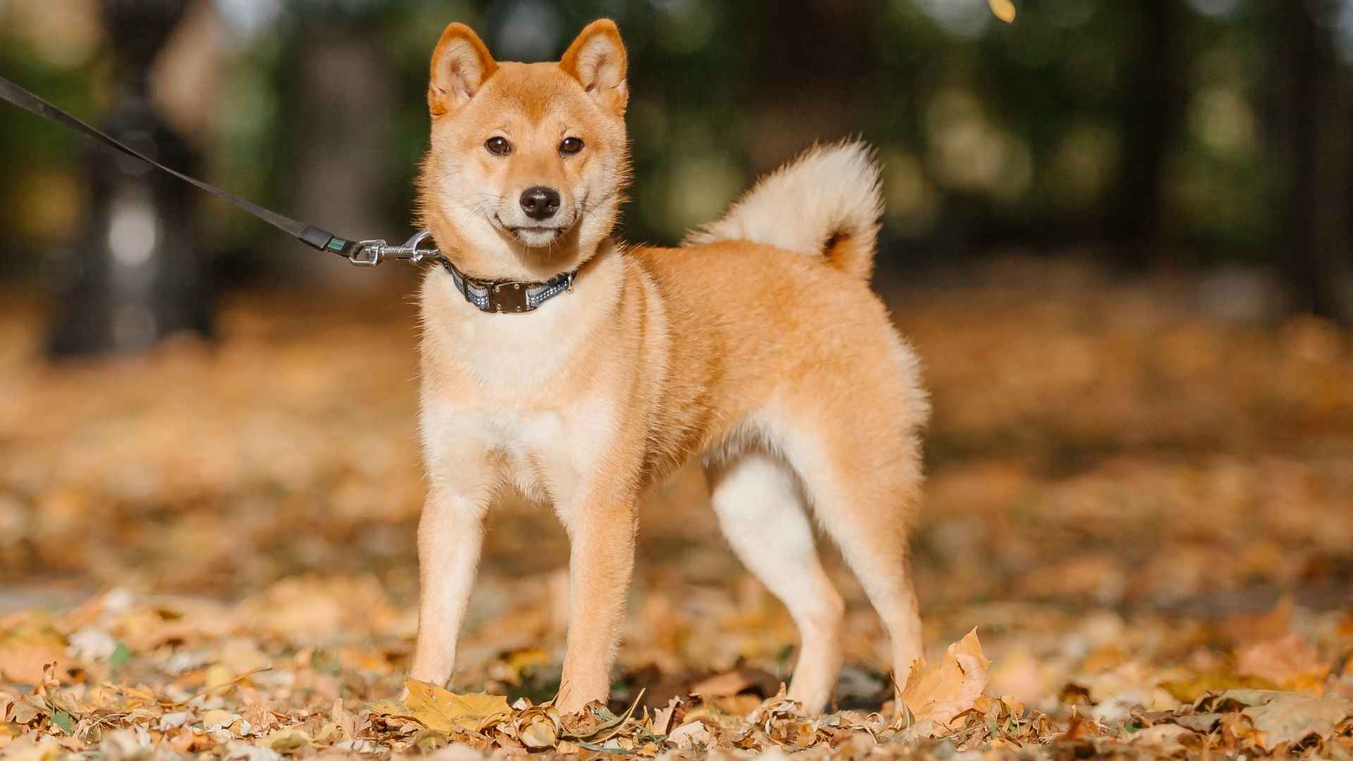 7 Dog Breeds That Clean Themselves Like Cats: Less Mess, More Snuggles