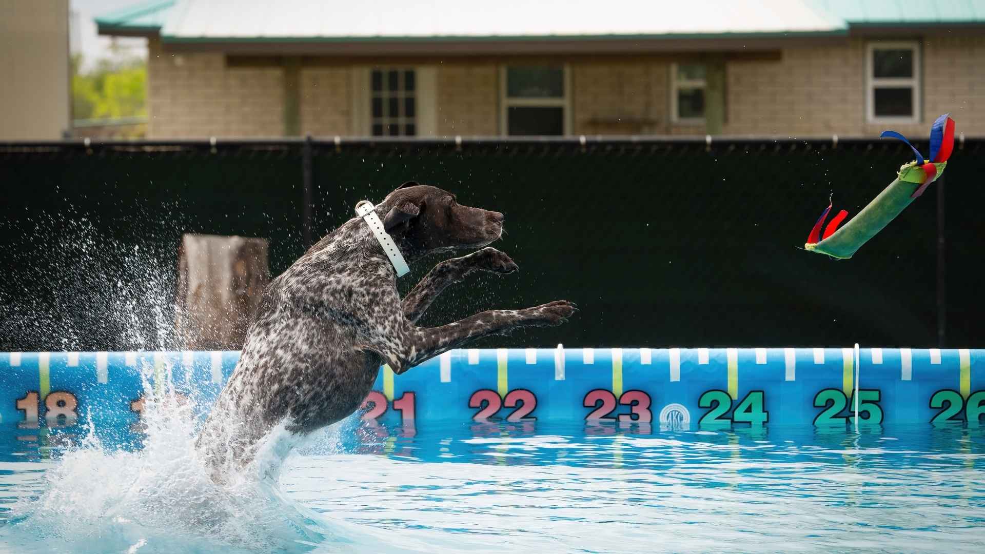 7 Dog Breeds That Compete In Dock Diving Sports and Show Incredible Skills
