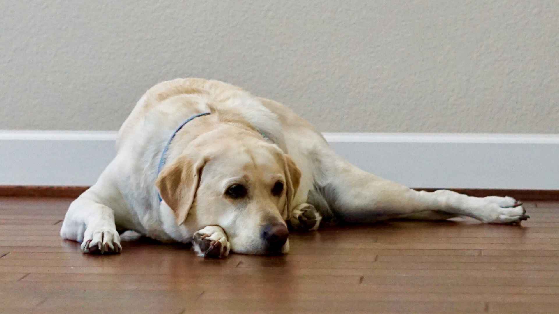 7 Dog Breeds That Develop Separation Anxiety: What You Need to Know