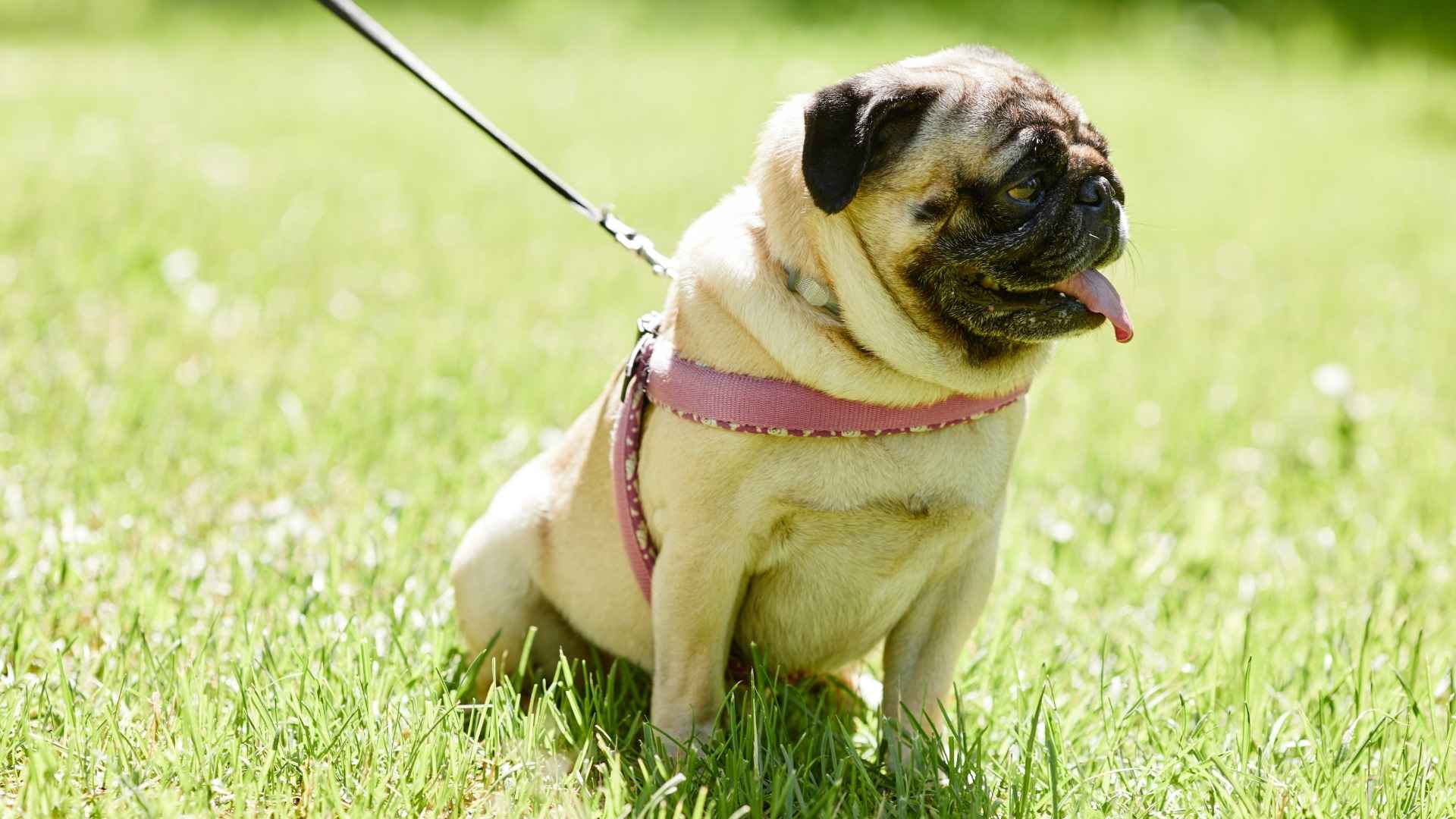 Dog Breeds That Don't Do Well in the Heat
