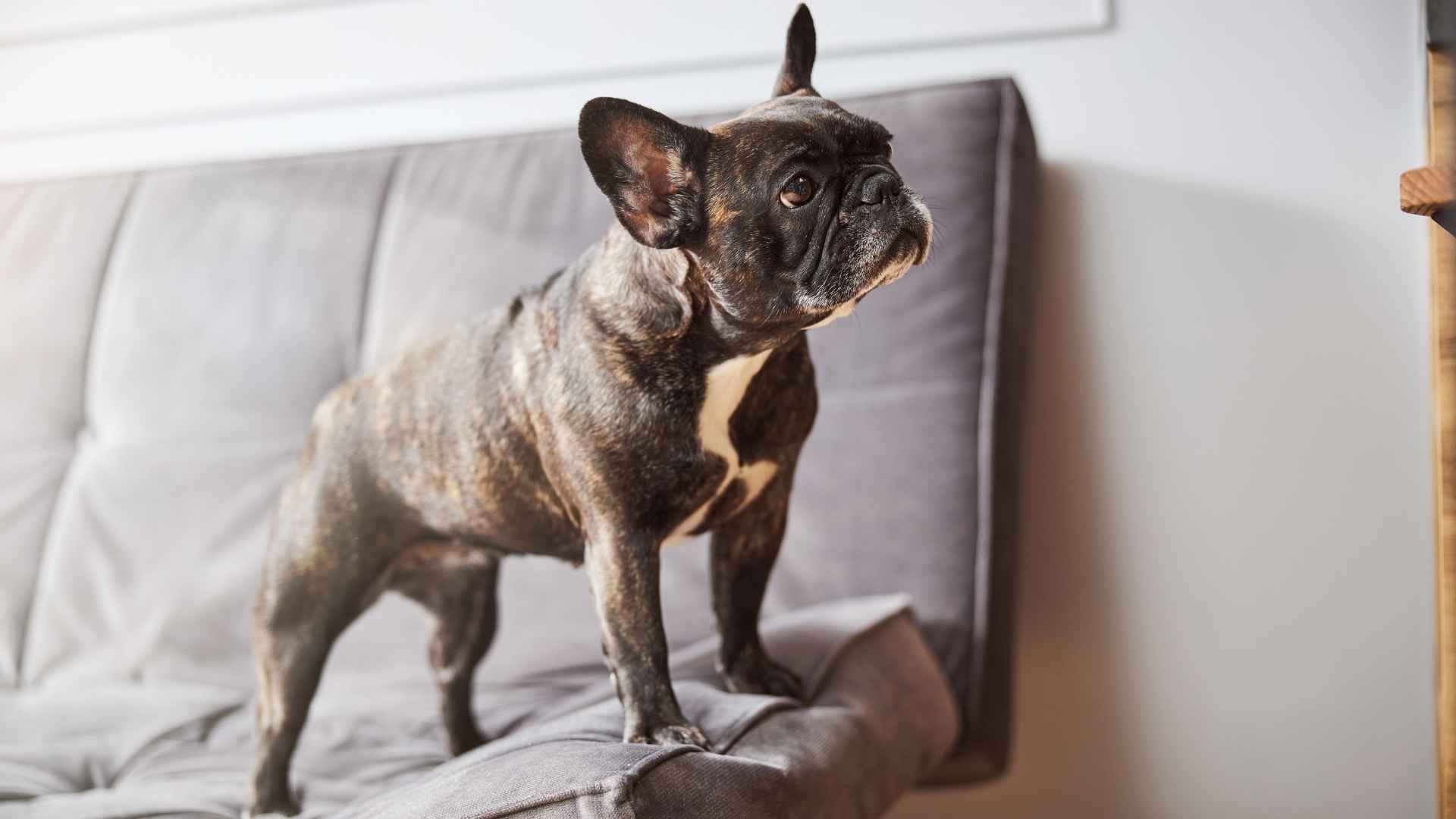 7 Dog Breeds That Don’t Shed On Furniture (Perfect for Clean Homes)