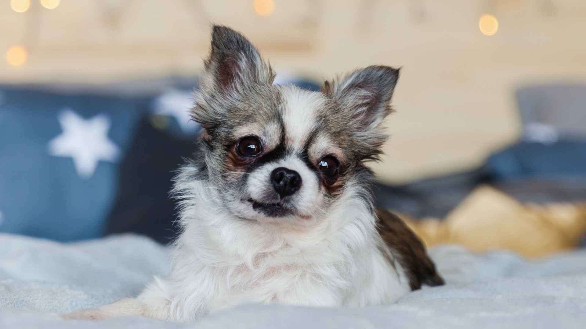 7 Dog Breeds That Don't Smell and Won't Stink Up Your Home