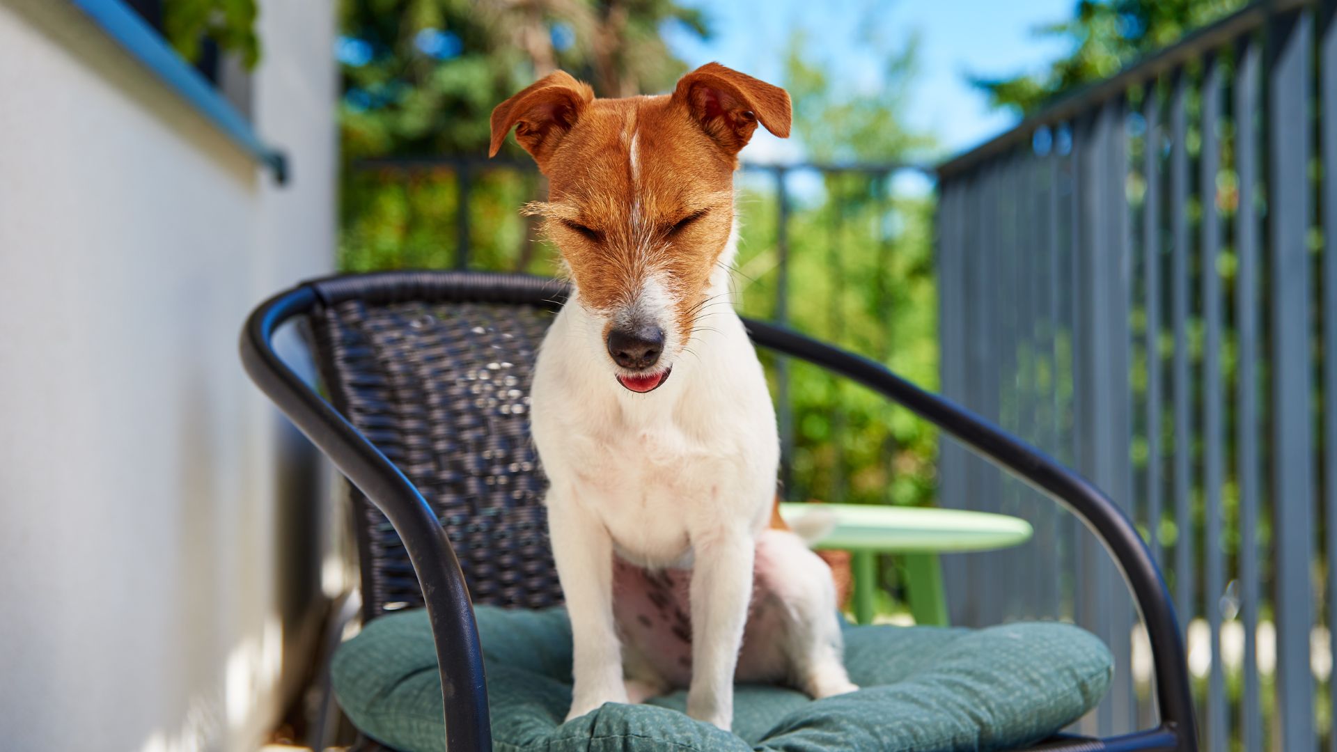 7 Dog Breeds That Enjoy Balcony Sunbathing: Sun, Paws, and Chill