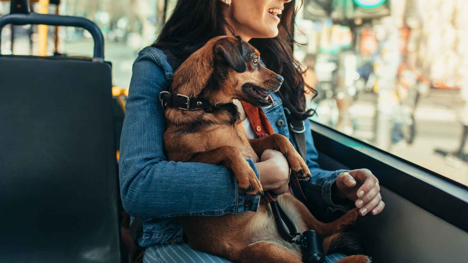 7 Dog Breeds That Enjoy Bus Rides and Handle Commutes Like a Pro