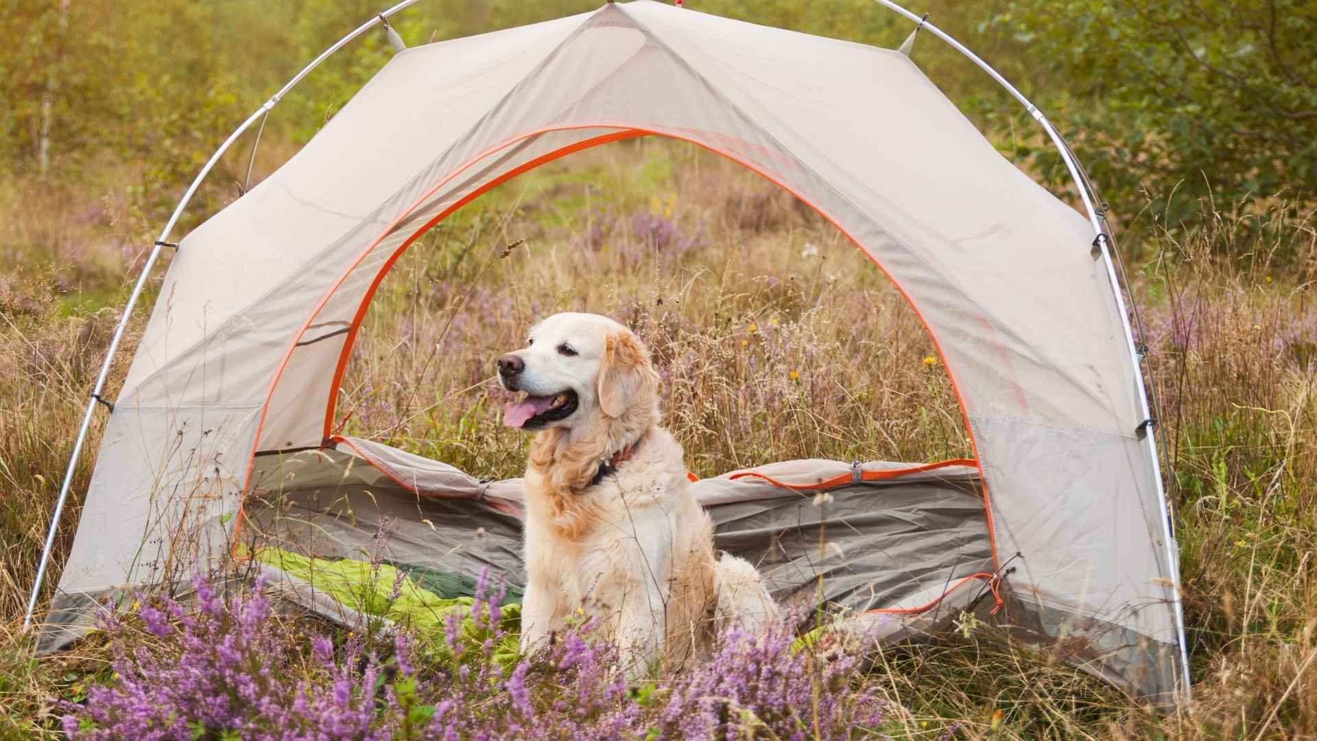 7 Dog Breeds That Enjoy Camping Under The Sky and Exploring Nature