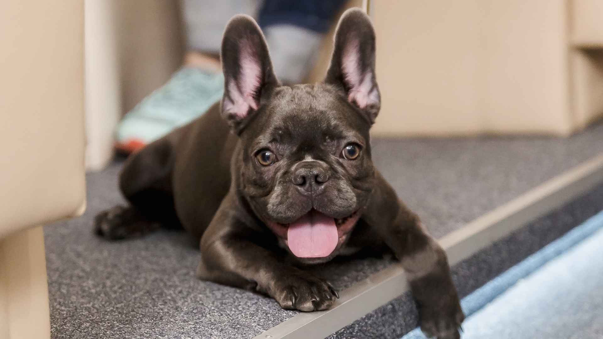7 Dog Breeds That Enjoy Public Transport: Calm, Quiet, and Comfy on the Go