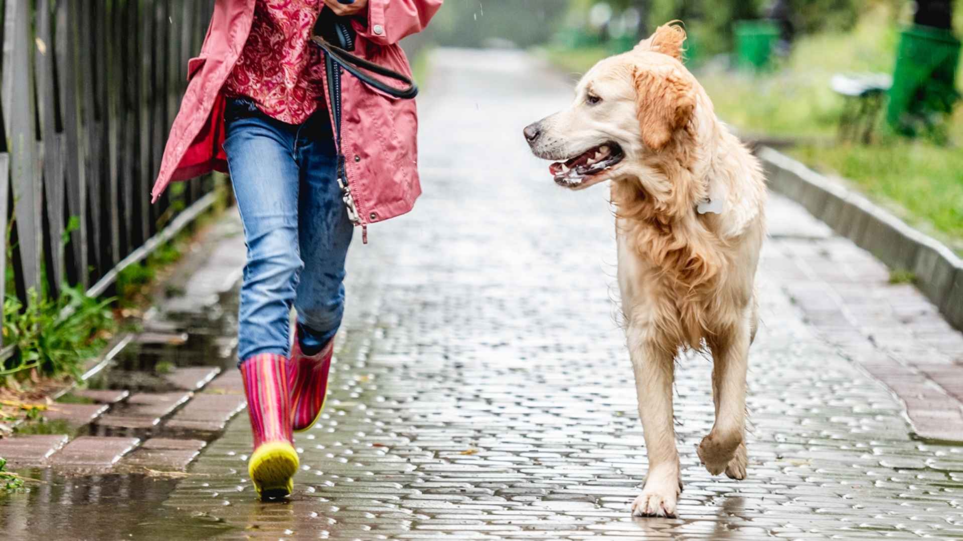 7 Dog Breeds That Enjoy Rainy Days and Love Splashing in the Water