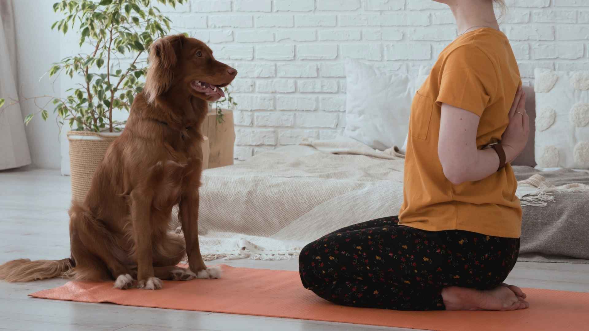 7 Dog Breeds That Enjoy Yoga With Owners and Join You on the Mat
