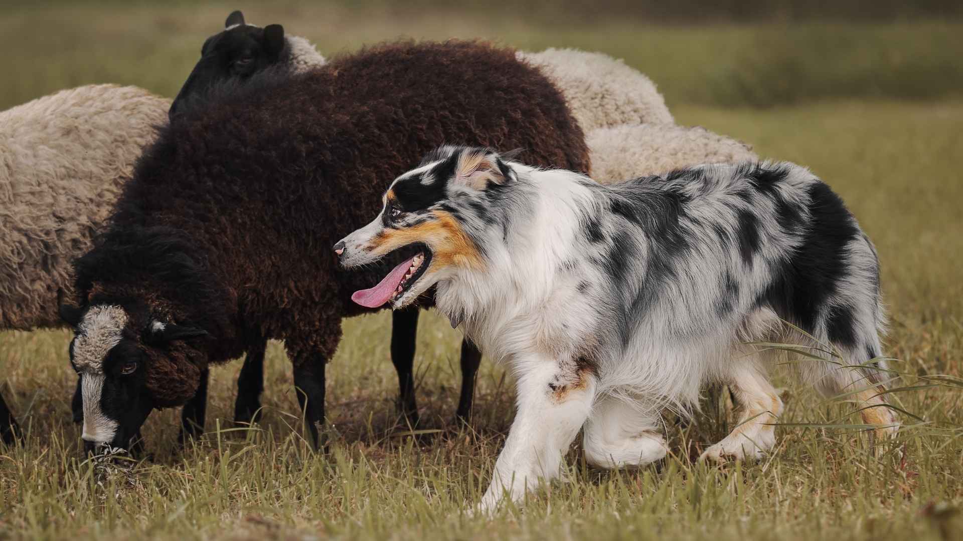 7 Dog Breeds That Excel At Herding Sheep and Livestock