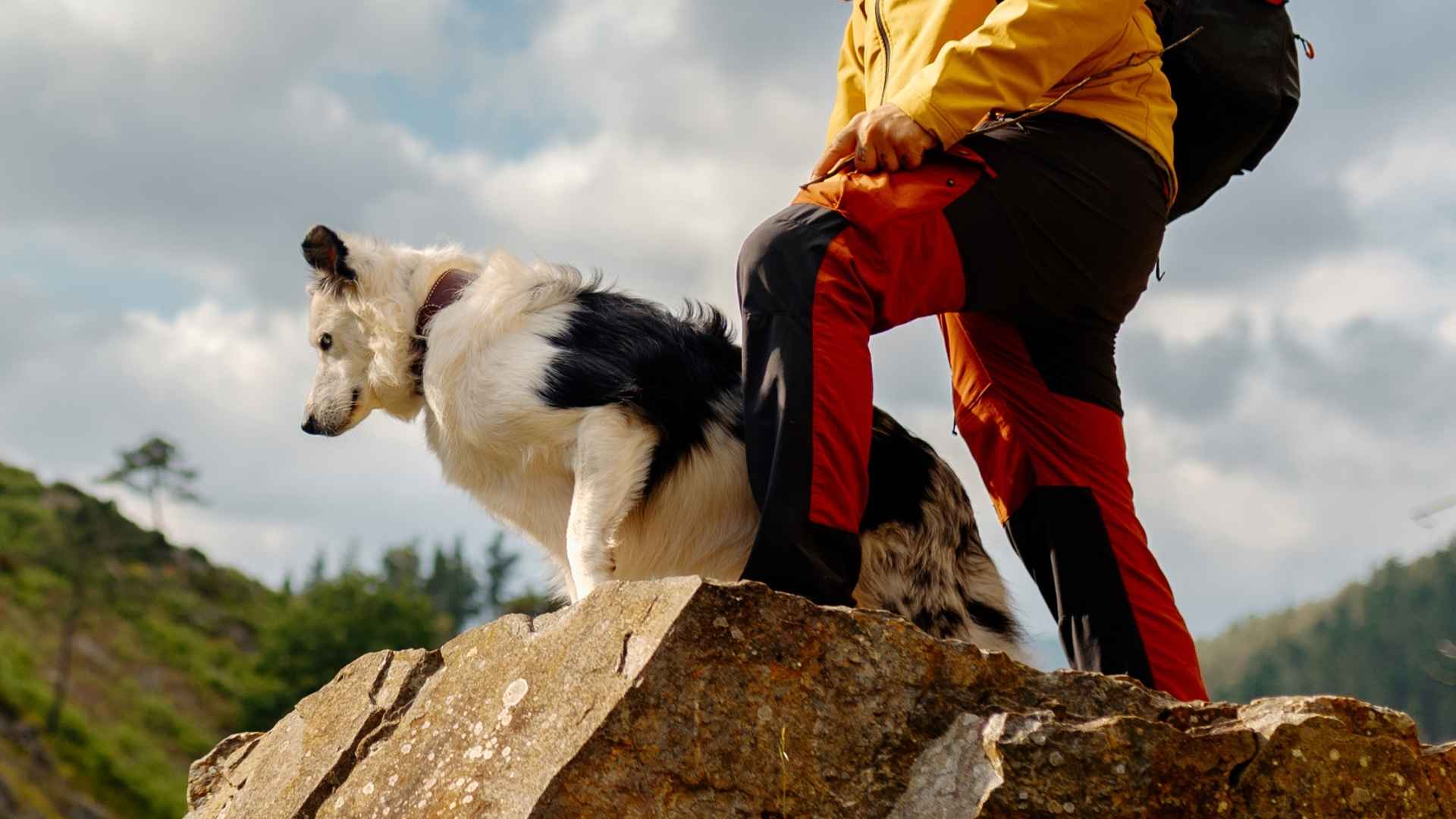 7 Dog Breeds That Excel At Hiking Rough Trails for Adventurous Owners
