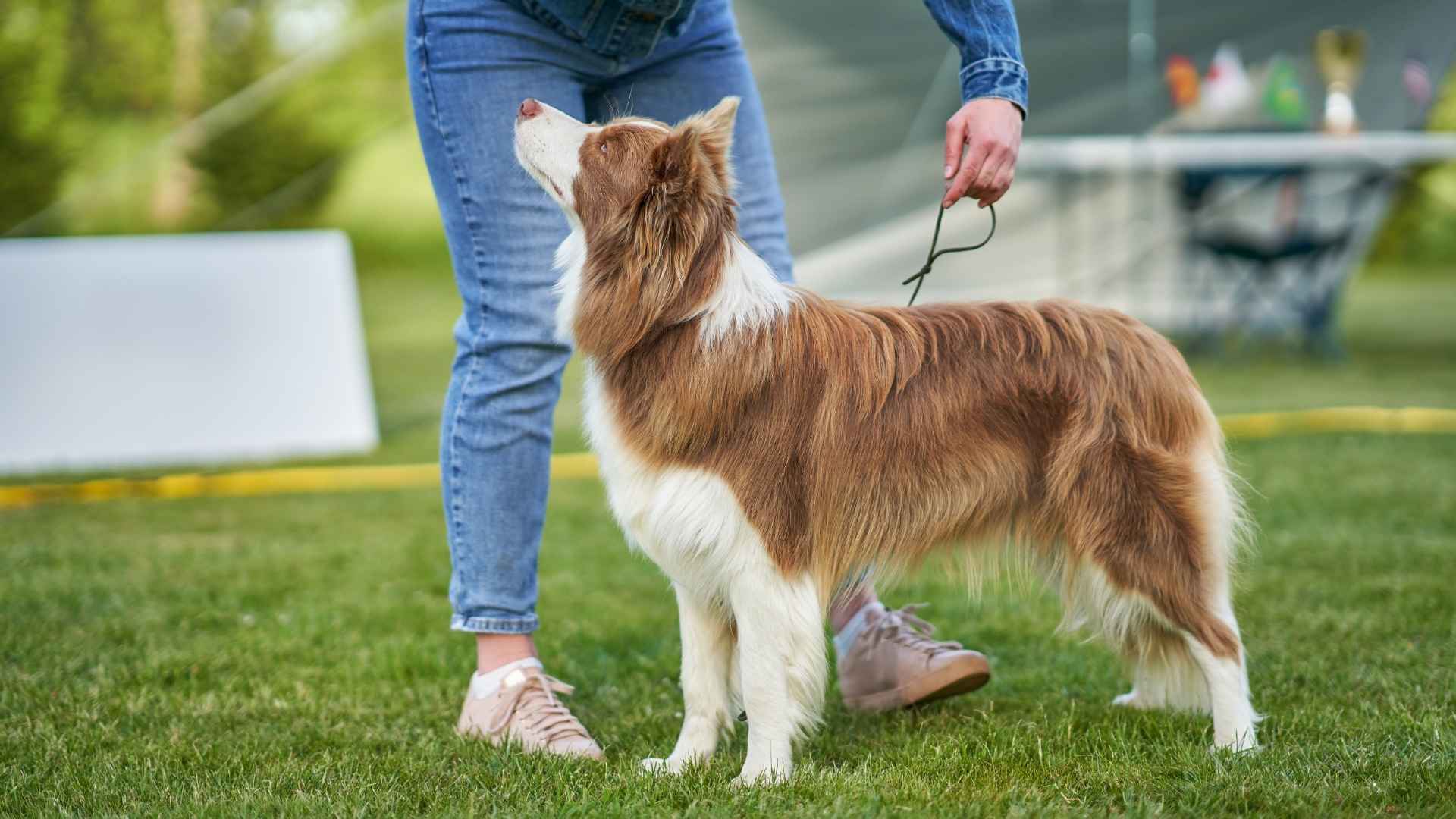 7 Dog Breeds That Excel At Obedience Trials & Agility Training