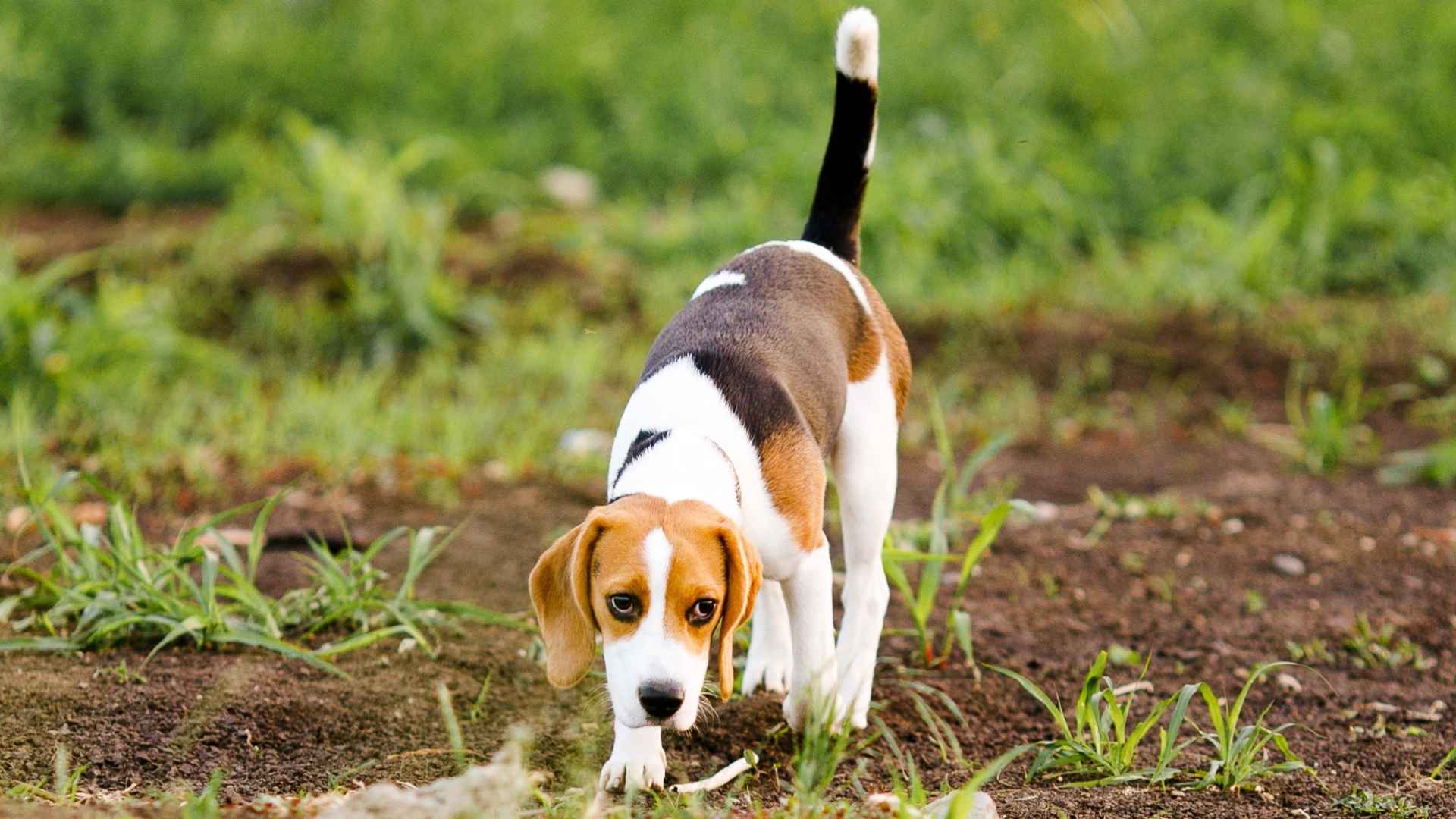 7 Dog Breeds That Excel In Scent Work, Detection, and Tracking Sports