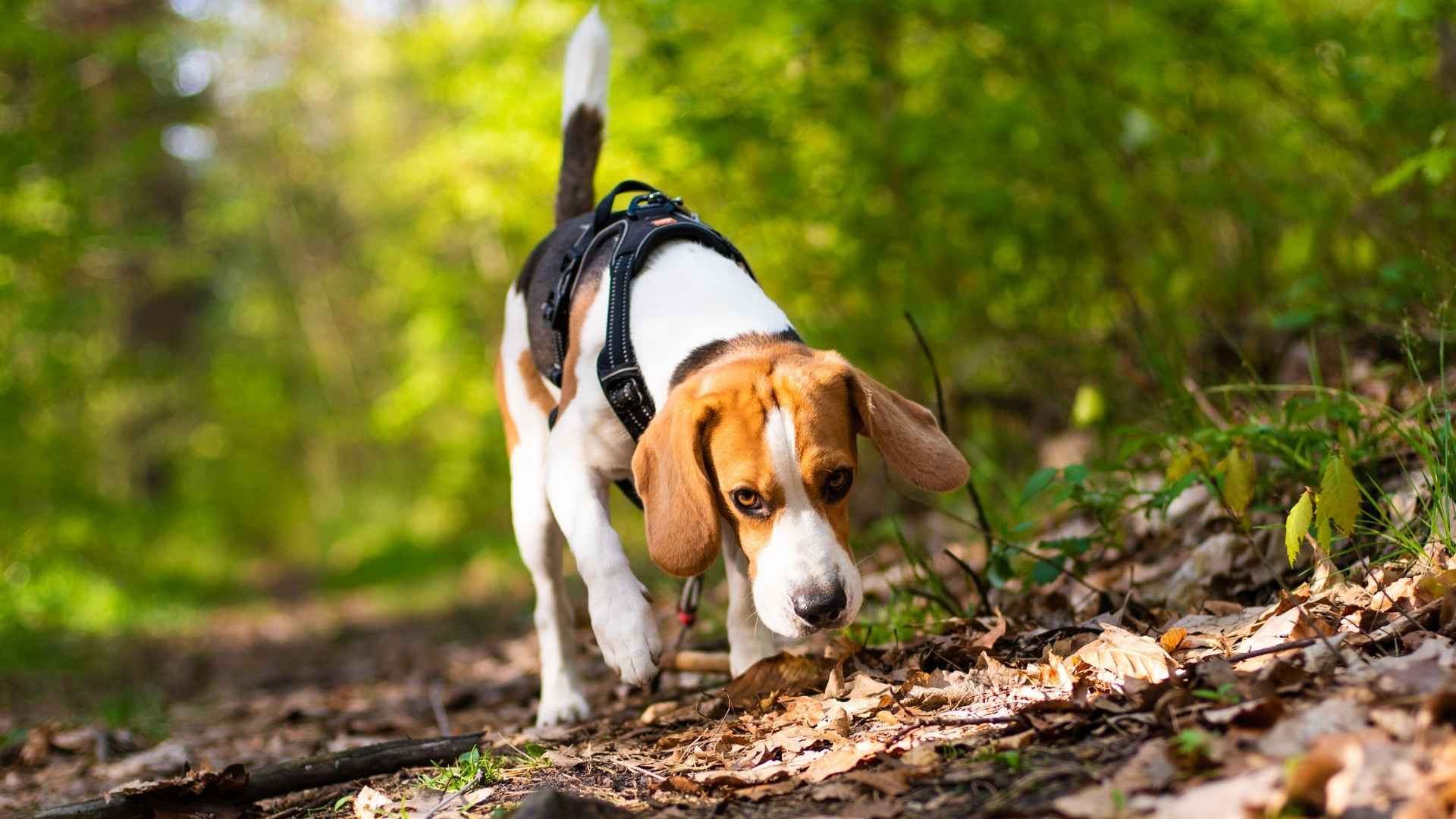 7 Dog Breeds That Excel at Scent Tracking and Can Follow a Trail for Miles