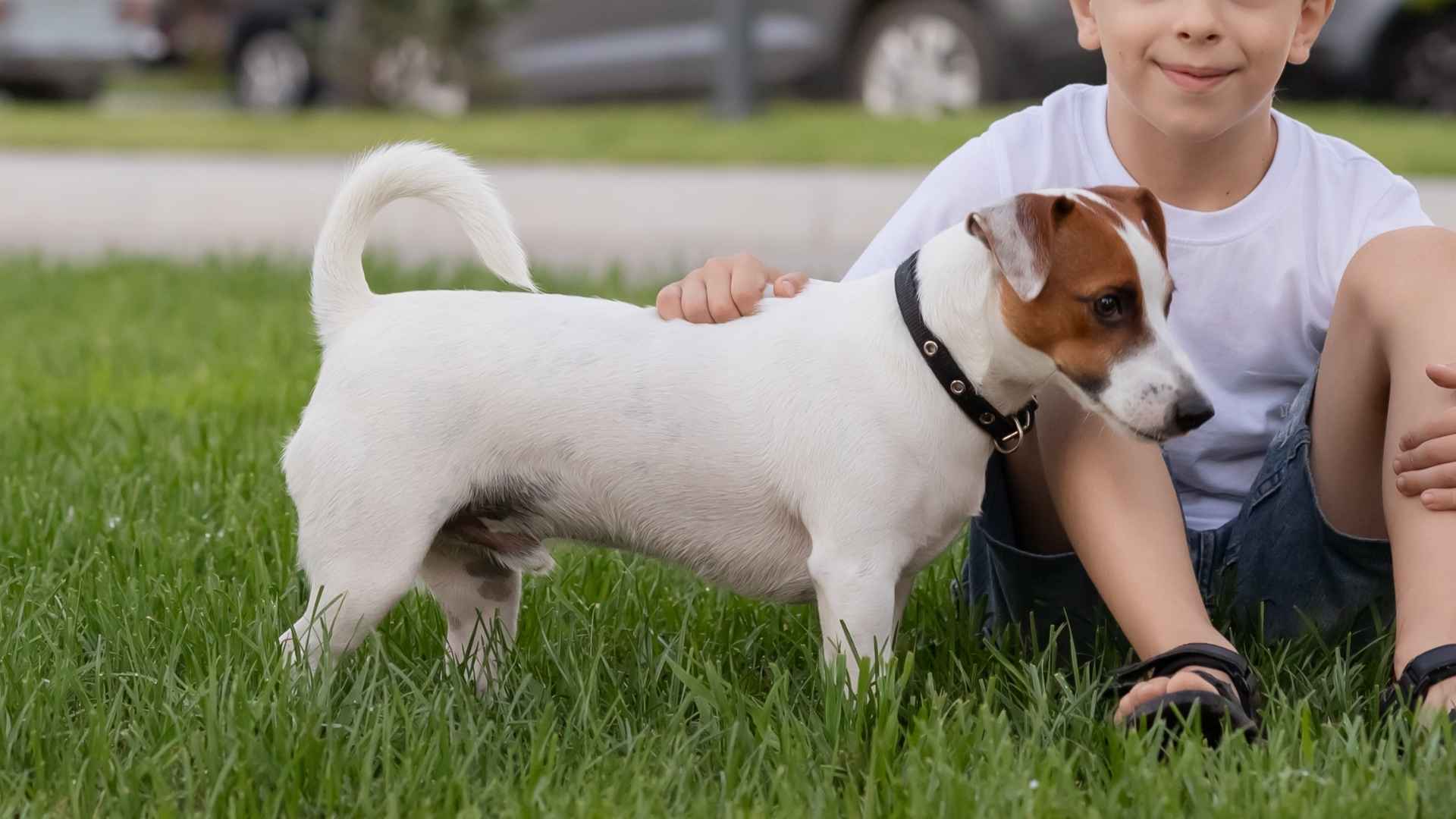 7 Dog Breeds That Face Dangerous Snakes Protecting Kids