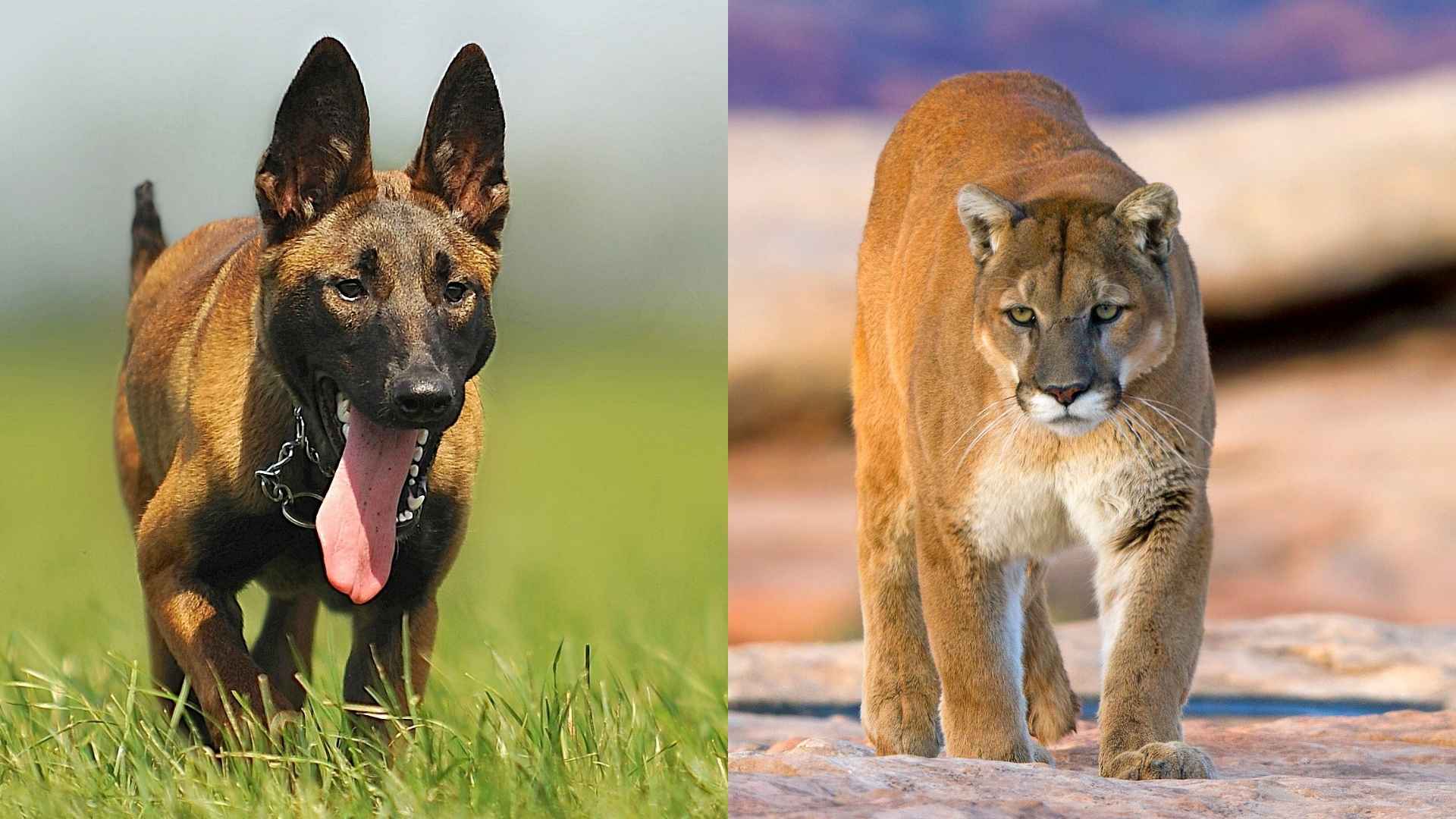 7 Dog Breeds That Face Mountain Lions Protecting Owners
