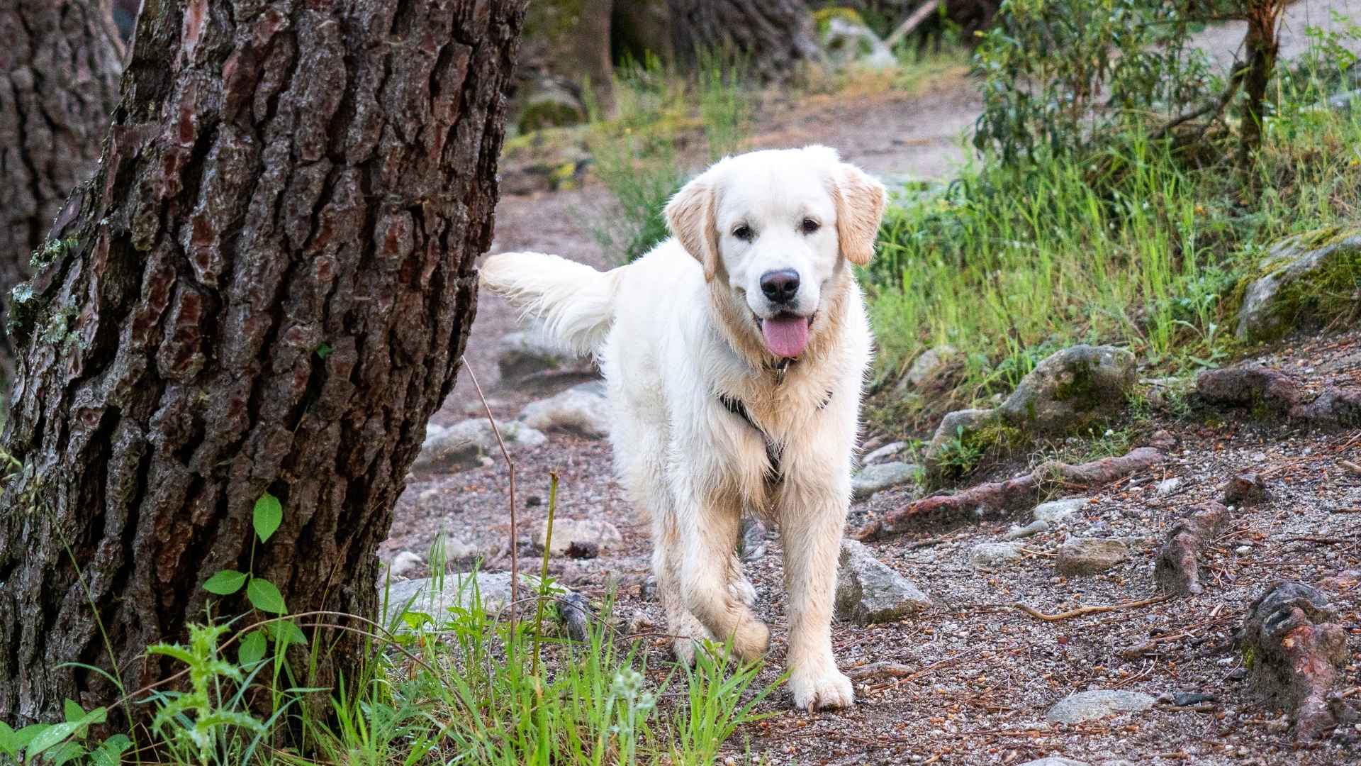 7 Dog Breeds That Follow Elk Trails Quietly