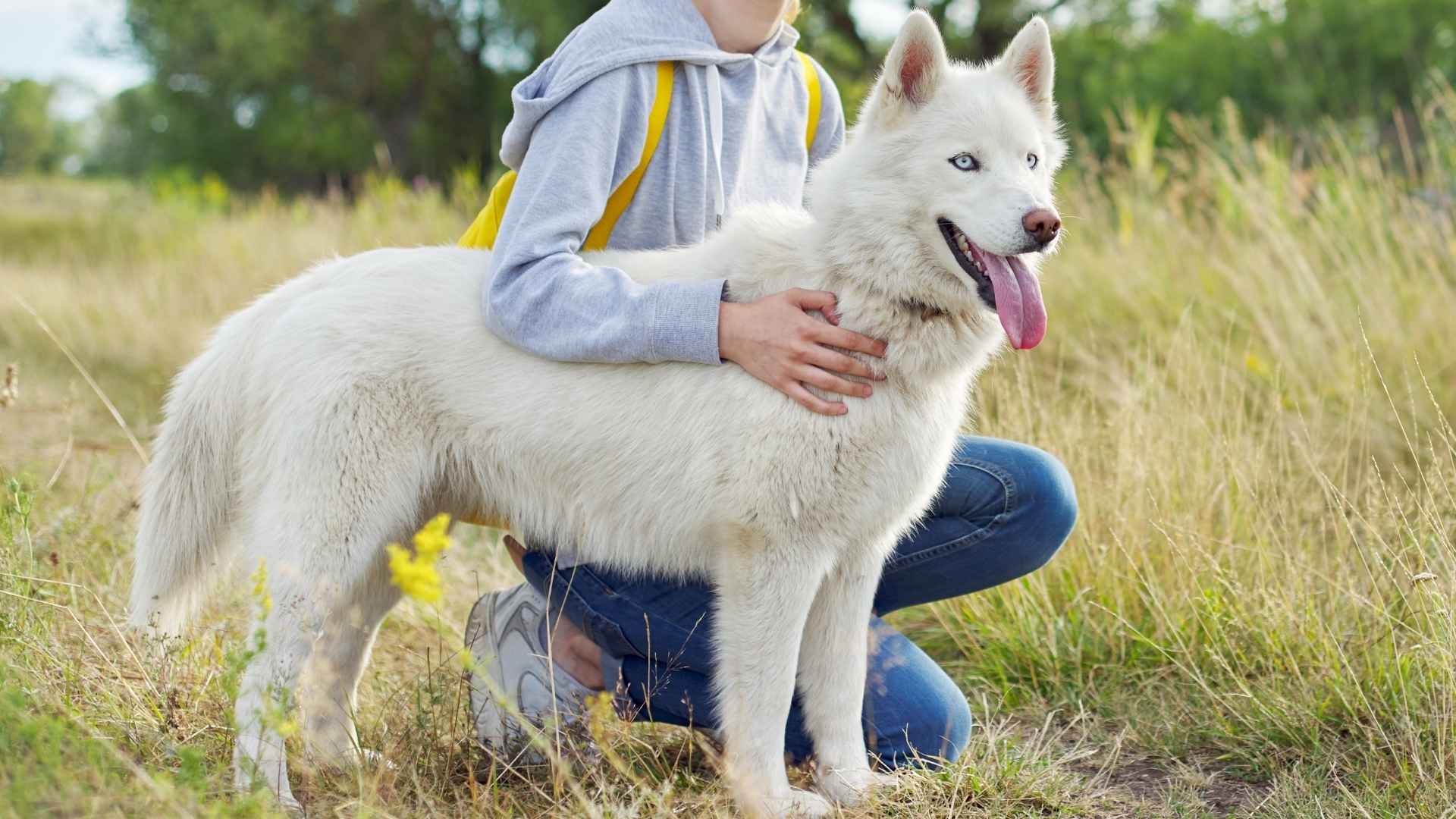 7 Dog Breeds That Form Instant Bonds with Their Owners