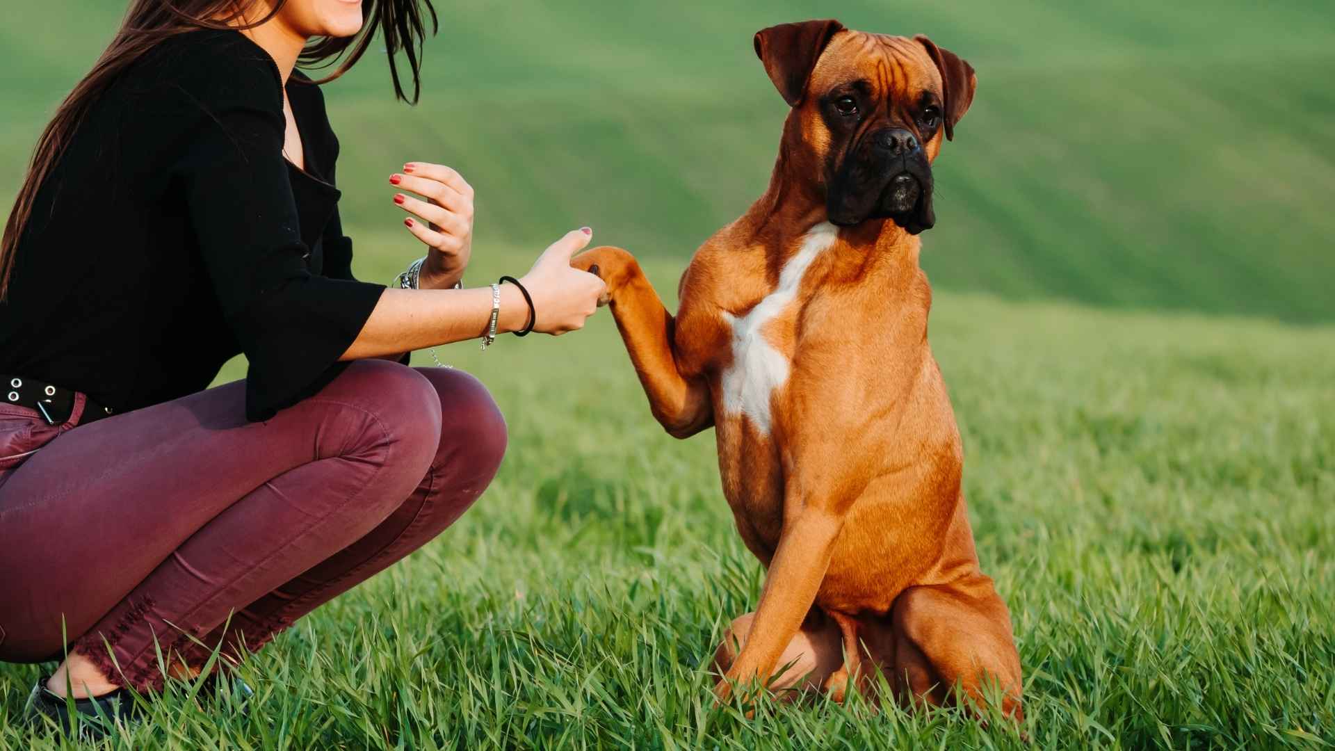 7 Dog Breeds That Form Intense Bonds with Their People