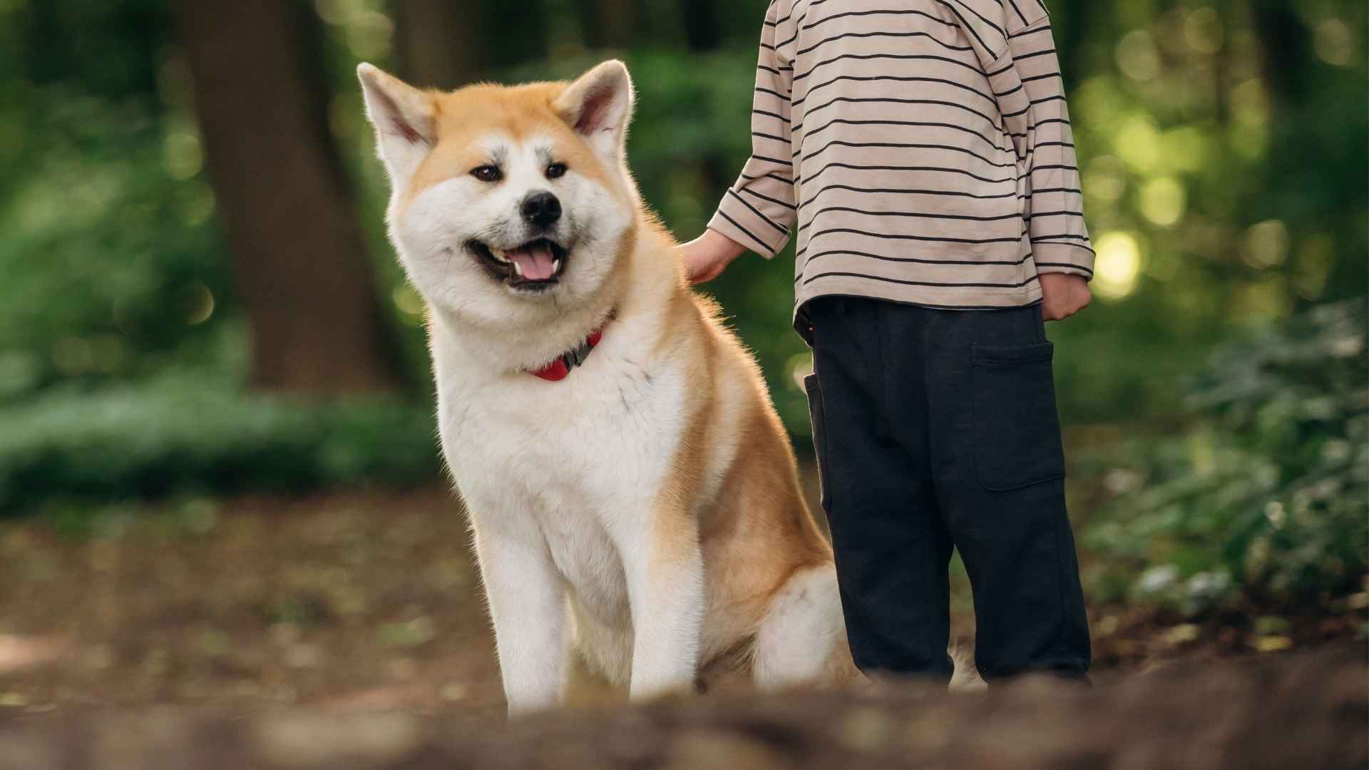 7 Dog Breeds That Form Unbreakable Child Friendships