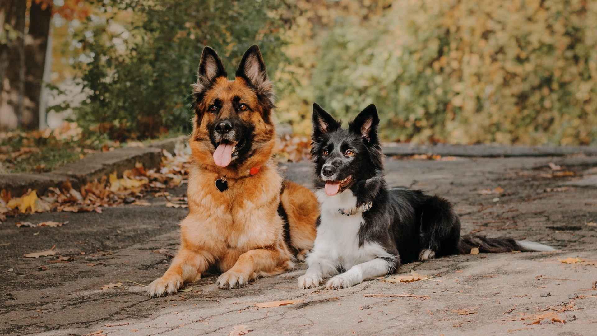 7 Dog Breeds That Go Well With German Shepherds for a Happy Pack
