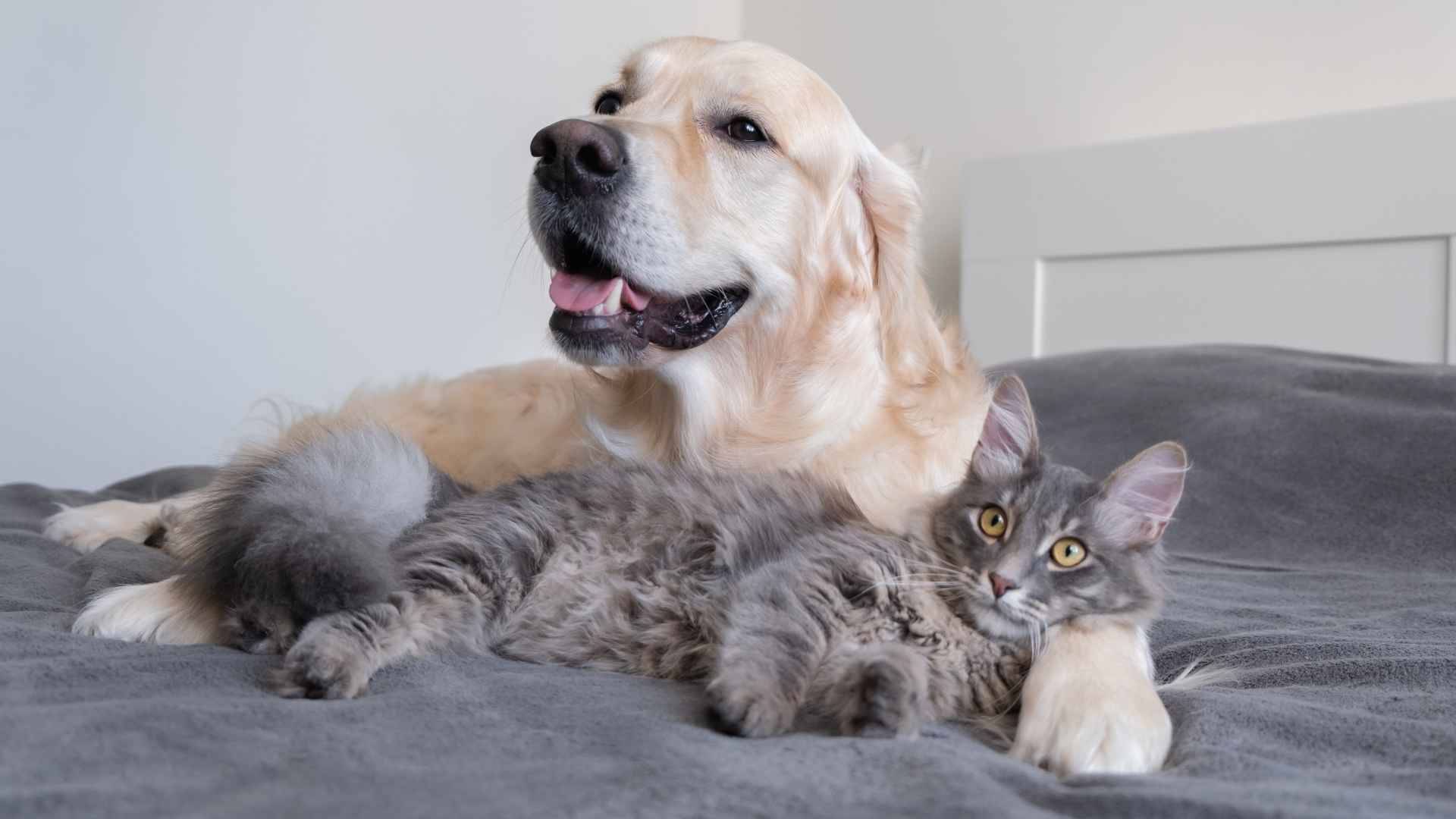 7 Dog Breeds That Groom Cats Like Family Members