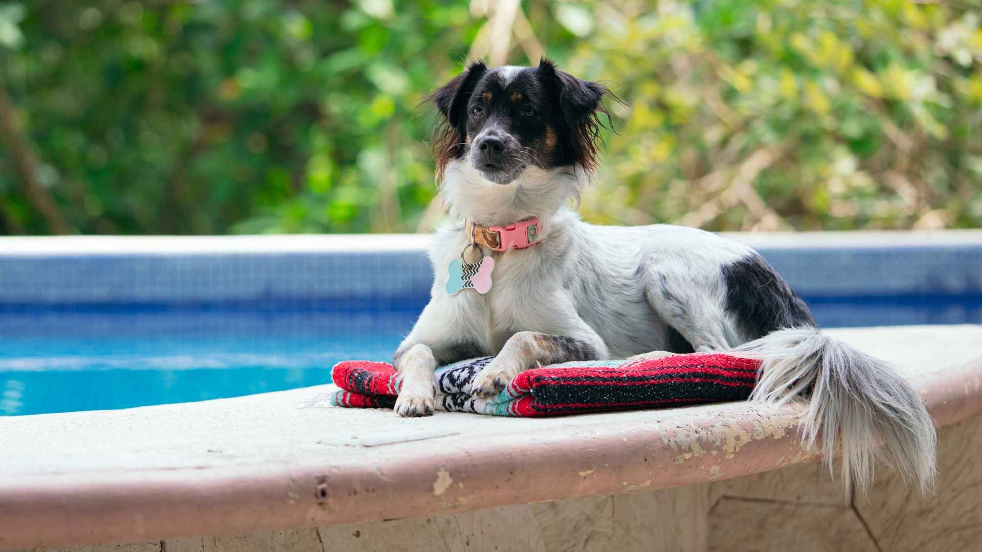 7 Dog Breeds That Guard Backyard Pools for Kids’ Safety