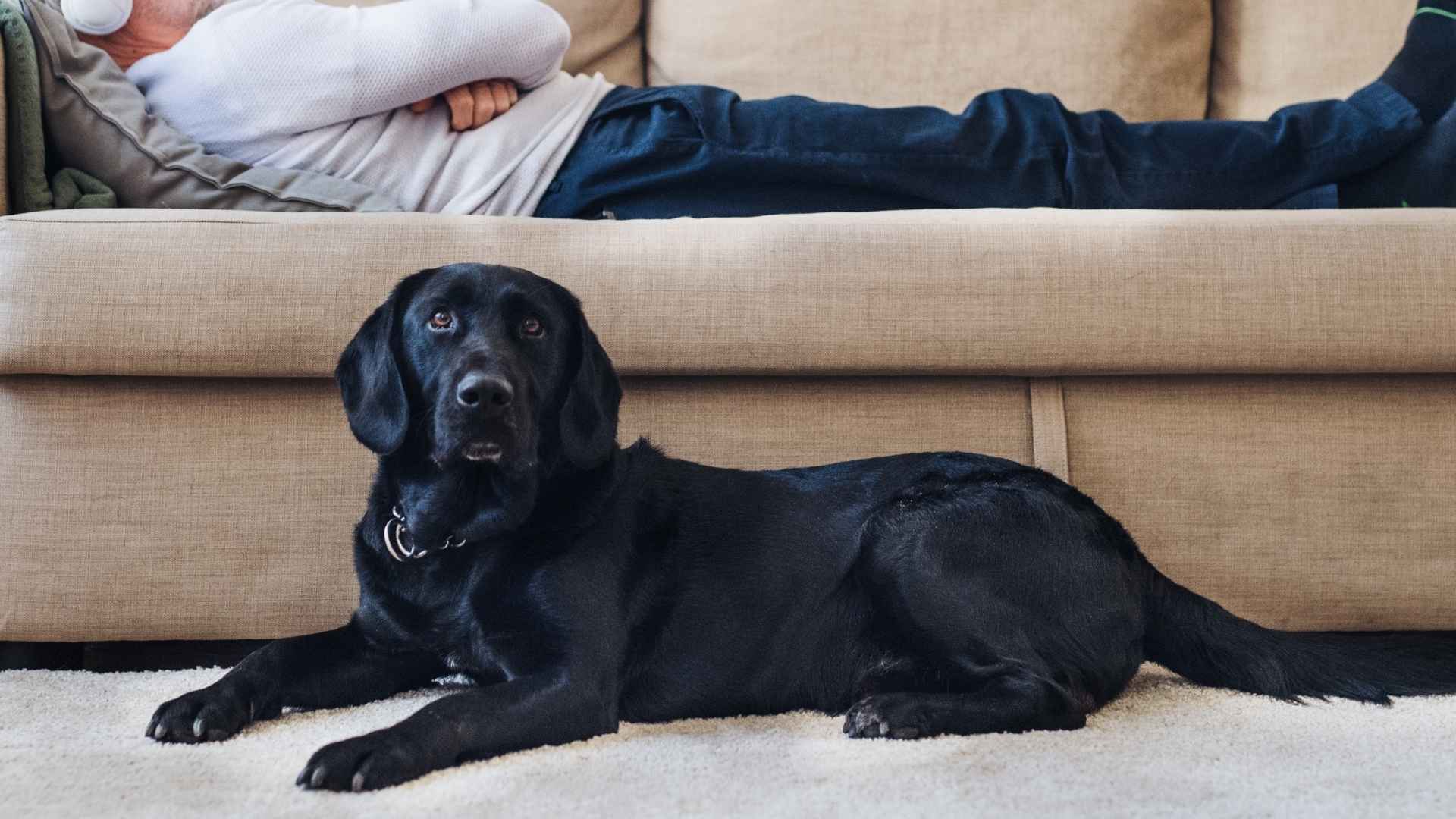 7 Dog Breeds That Guard Beds Until Owners Wake Up