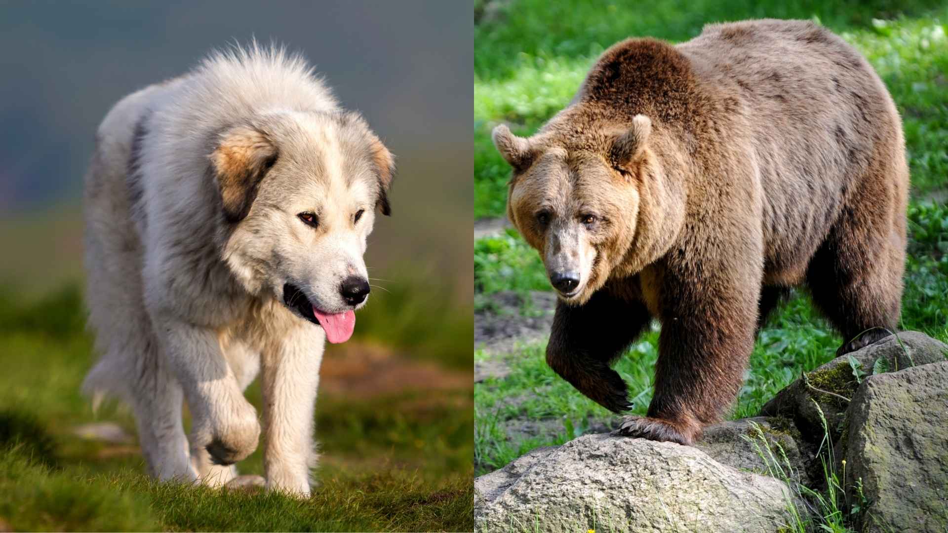 7 Dog Breeds That Guard Beekeeping Farms From Bears