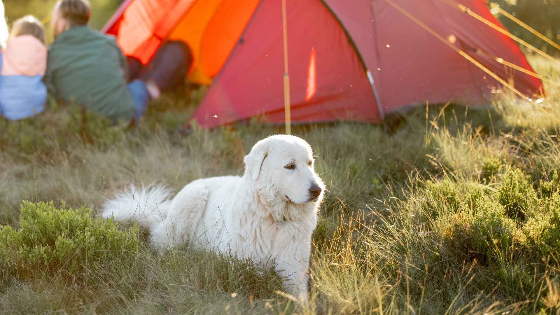 7 Dog Breeds That Guard Campsites Naturally and Keep You Safe