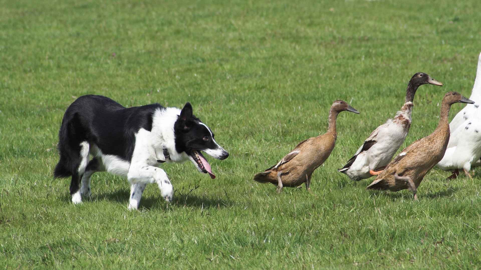 7 Dog Breeds That Guard Duck Farms From Foxes and Other Predators