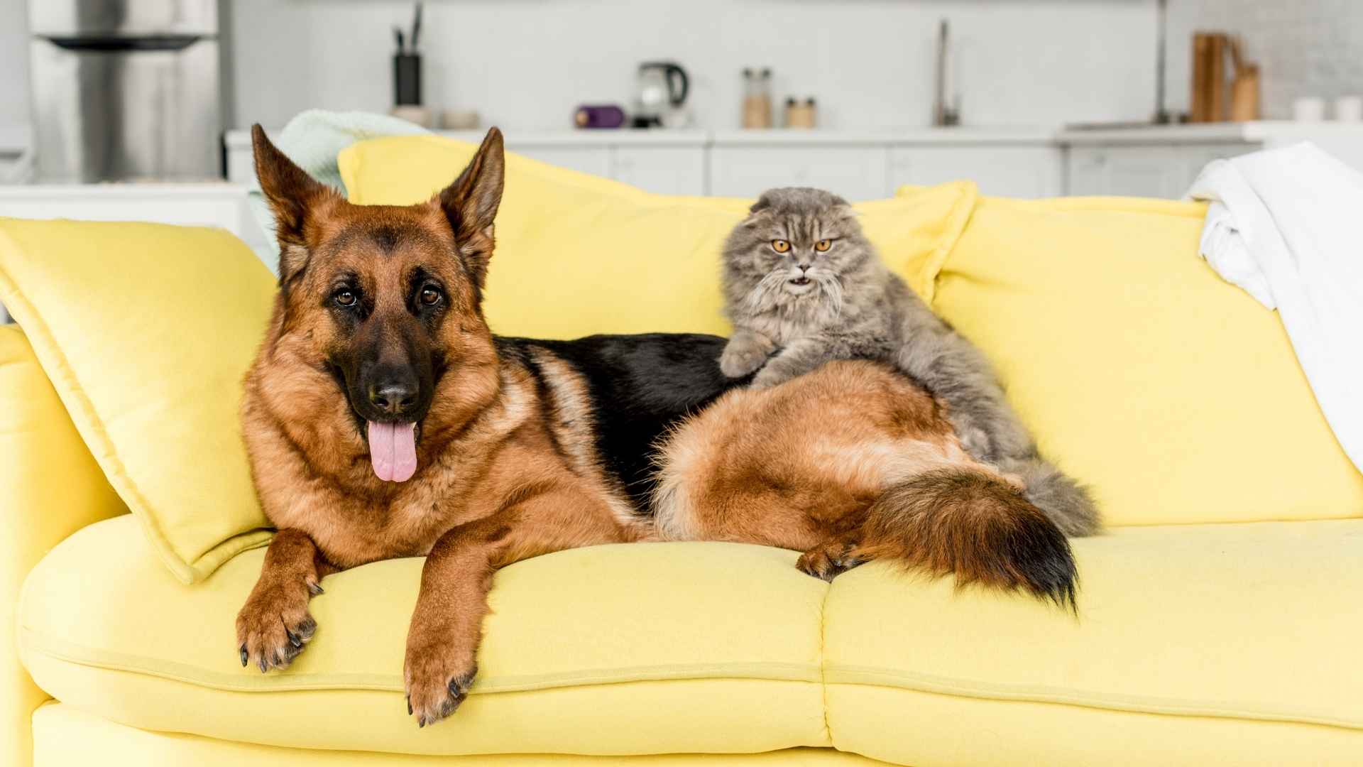 7 Dog Breeds That Guard Other Pets as Their Own