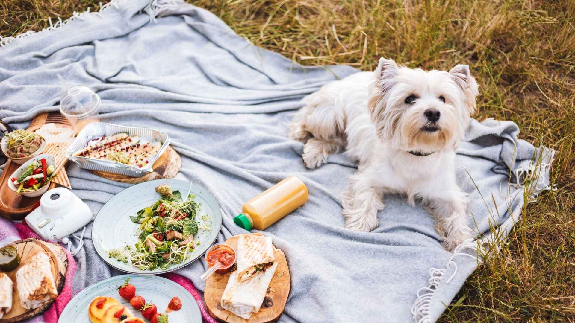 7 Dog Breeds That Guard Picnic Baskets From Birds