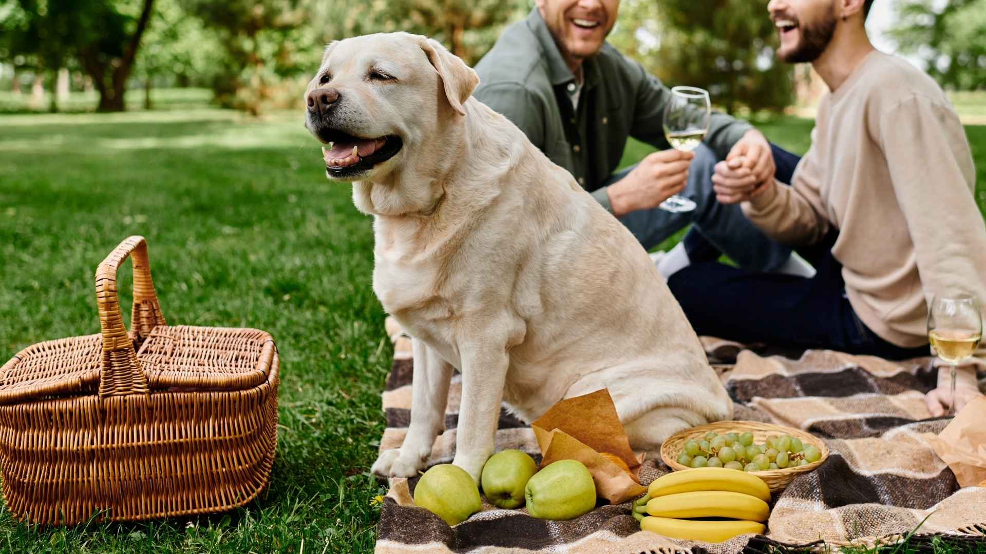 7 Dog Breeds That Guard Picnic Baskets From Stray Dogs