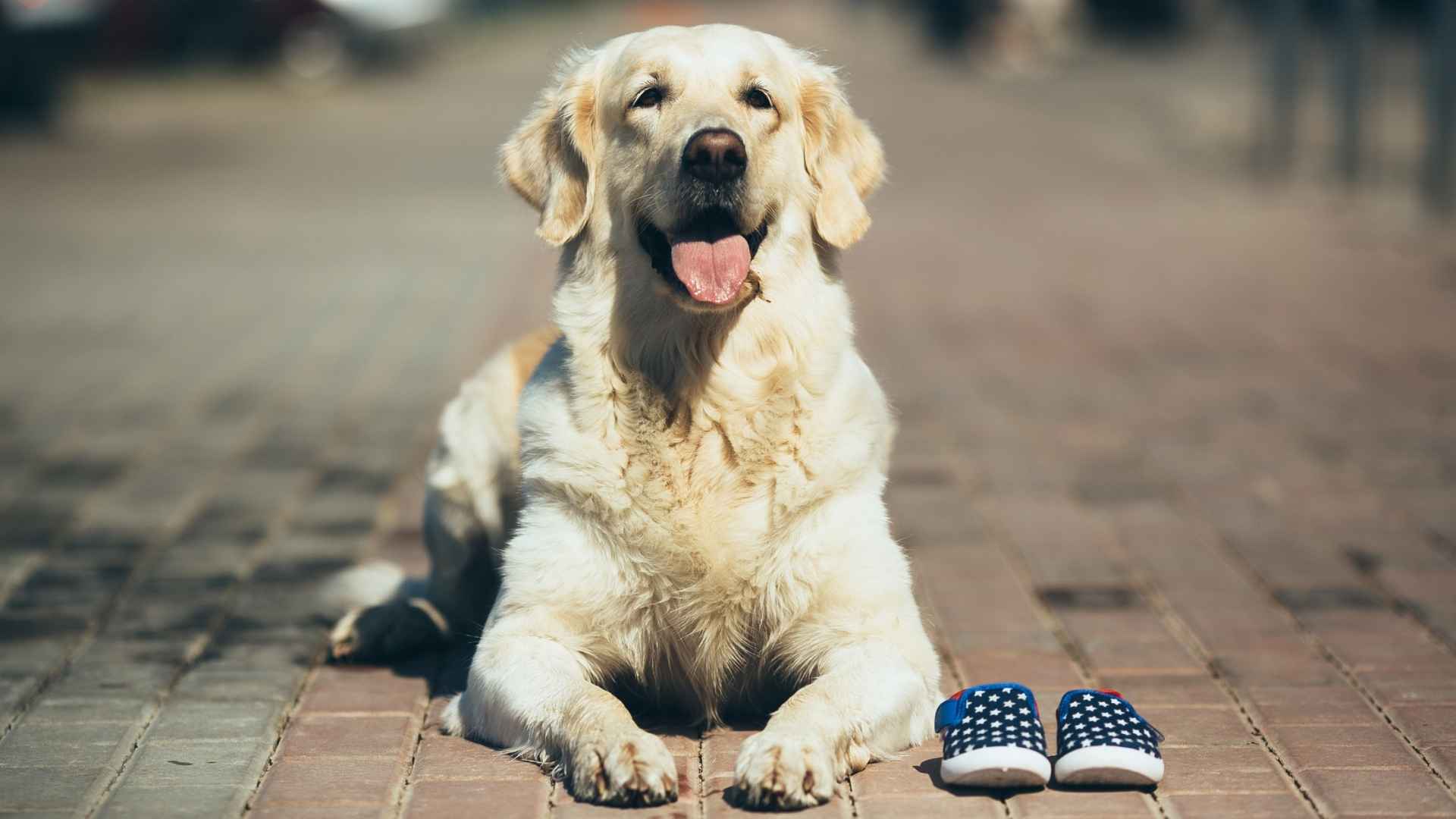 7 Dog Breeds That Guard Slippers Like a Toy
