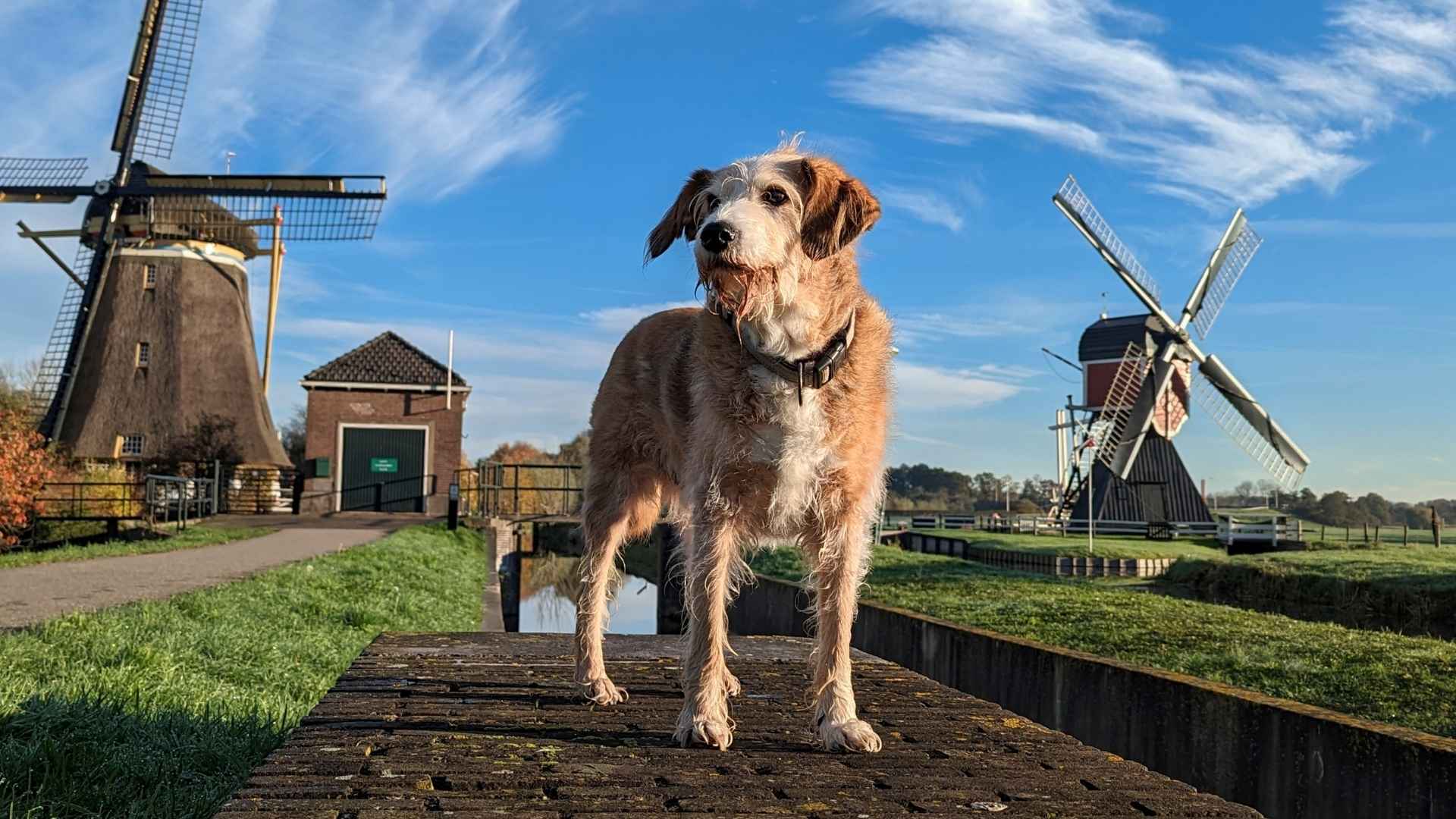 7 Dog Breeds That Guard Windmill Farms with Precision & Power