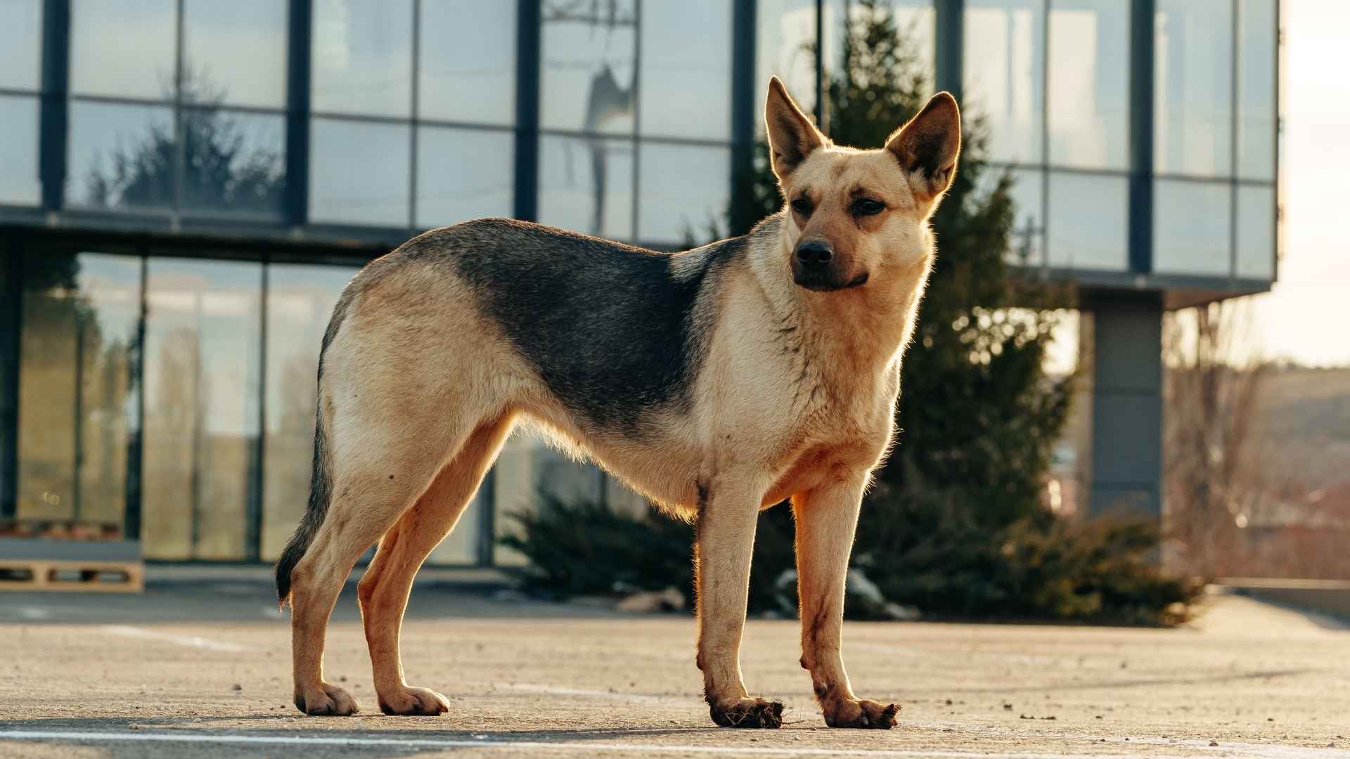 7 Dog Breeds That Guarded Hospitals During Emergencies
