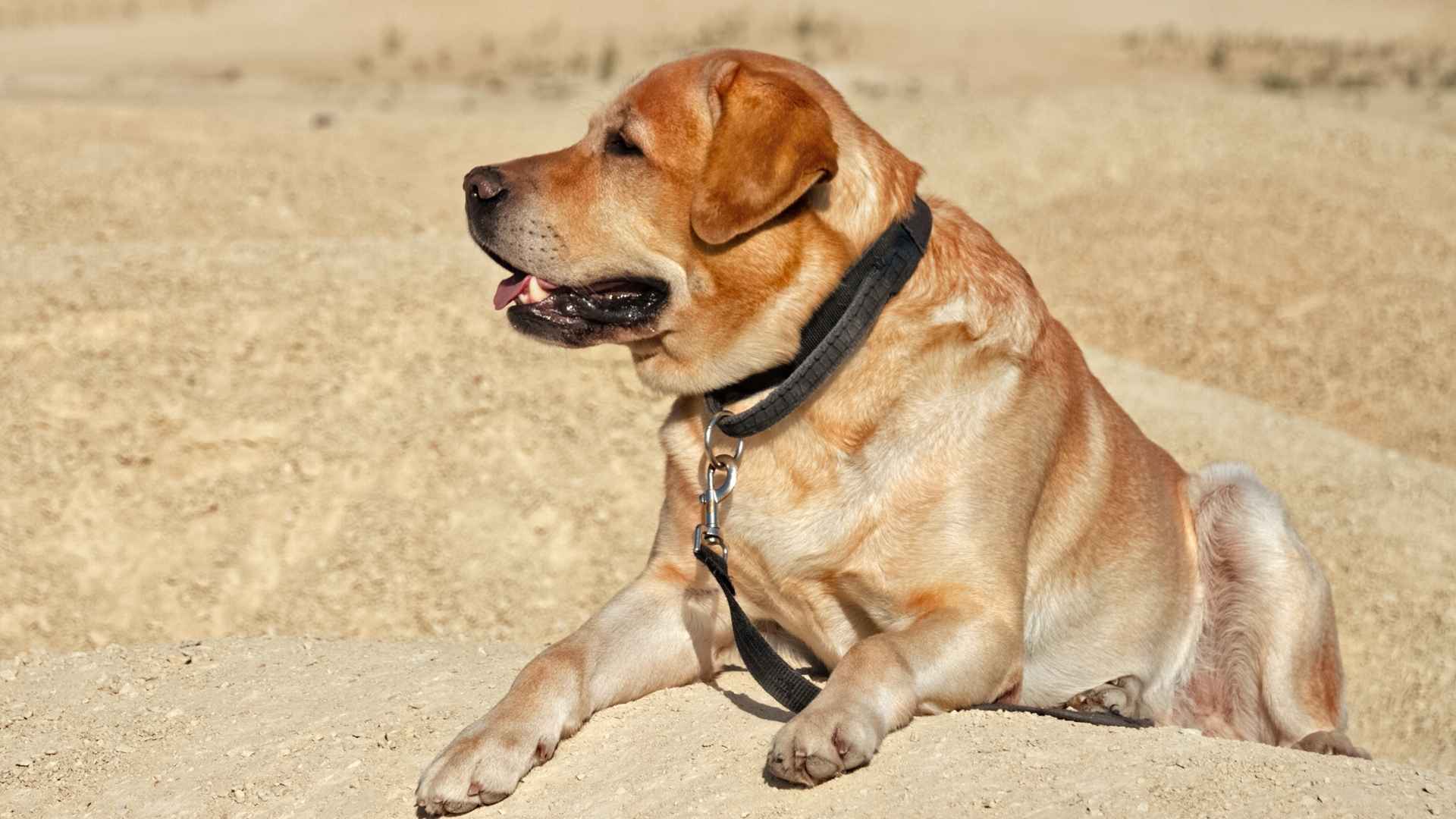7 Dog Breeds That Handle Desert Climates Like a Pro