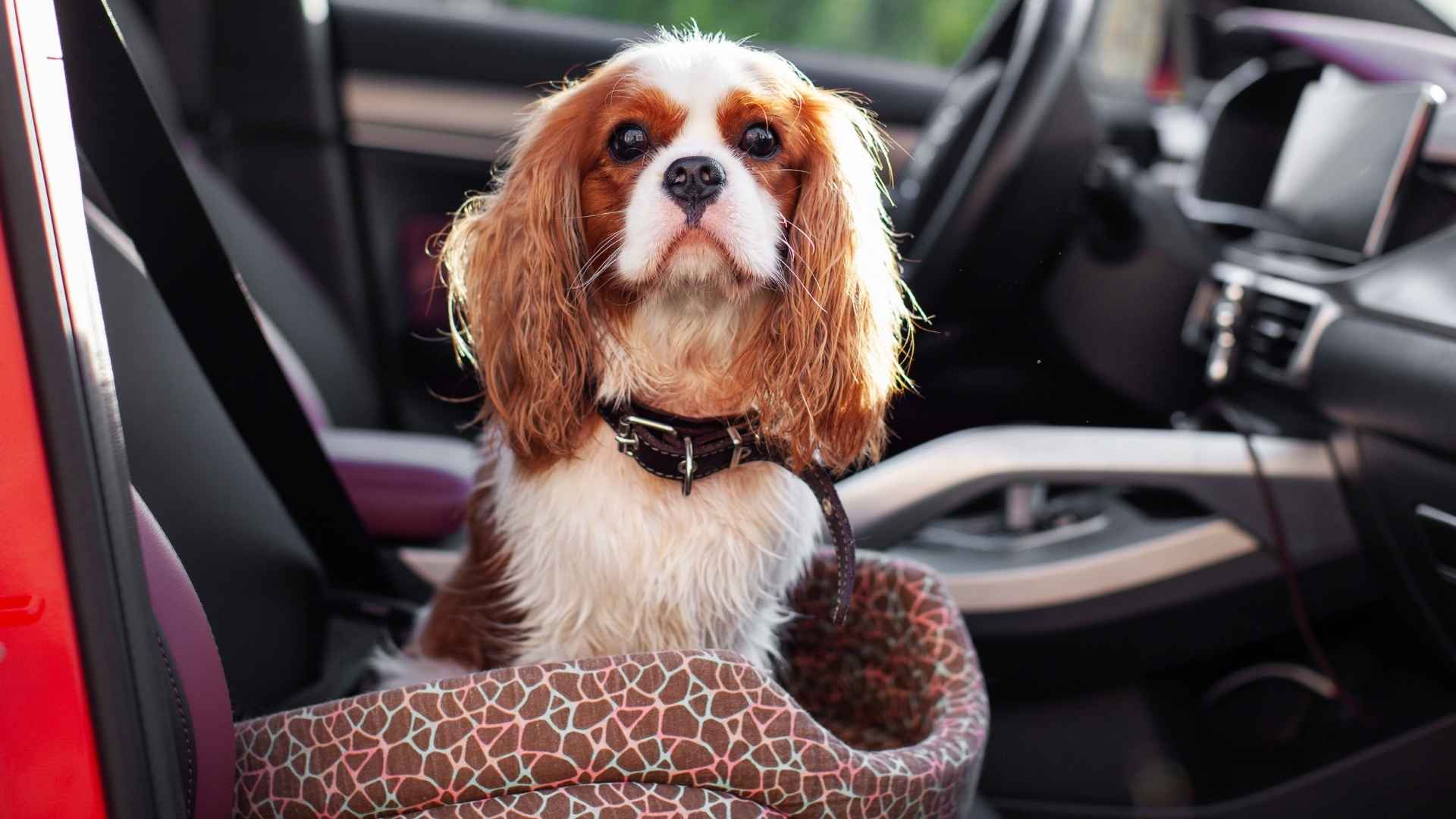 7 Dog Breeds That Handle Long Drives Best and Enjoy Long Adventures