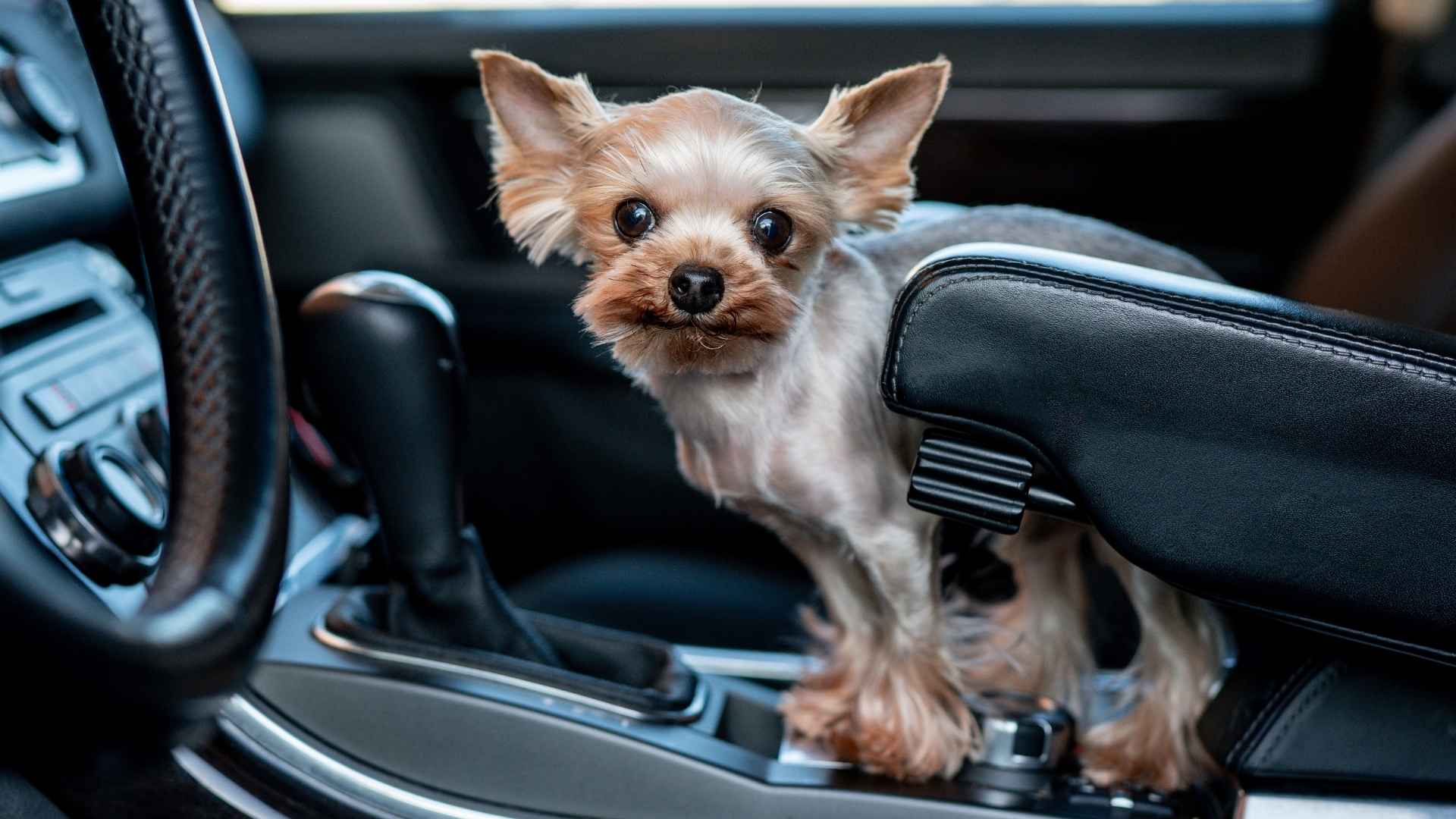 7 Dog Breeds That Handle Travel Well: Ideal for Frequent Travelers