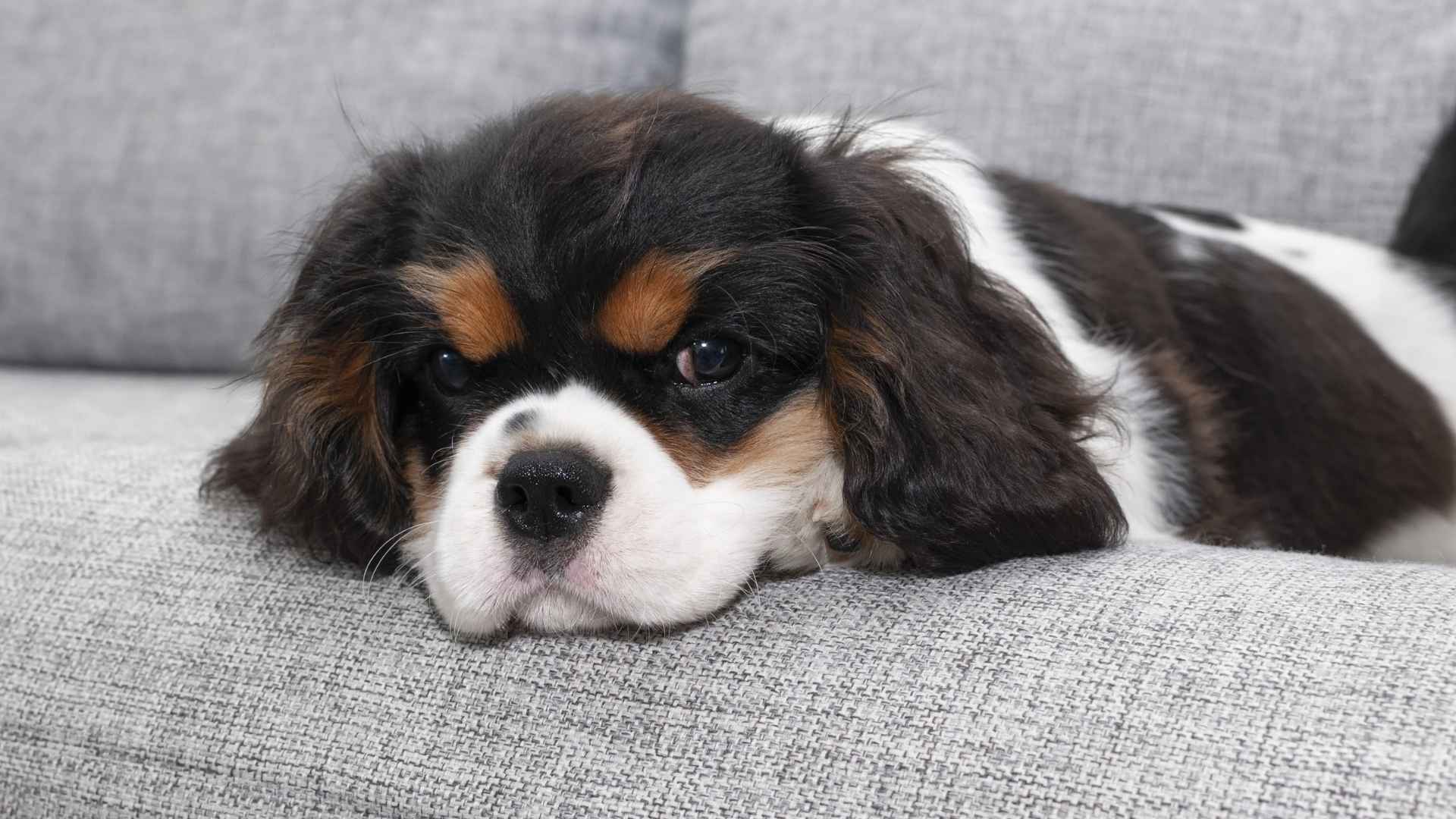 7 Dog Breeds That Hate Being Alone: Those With Separation Anxiety