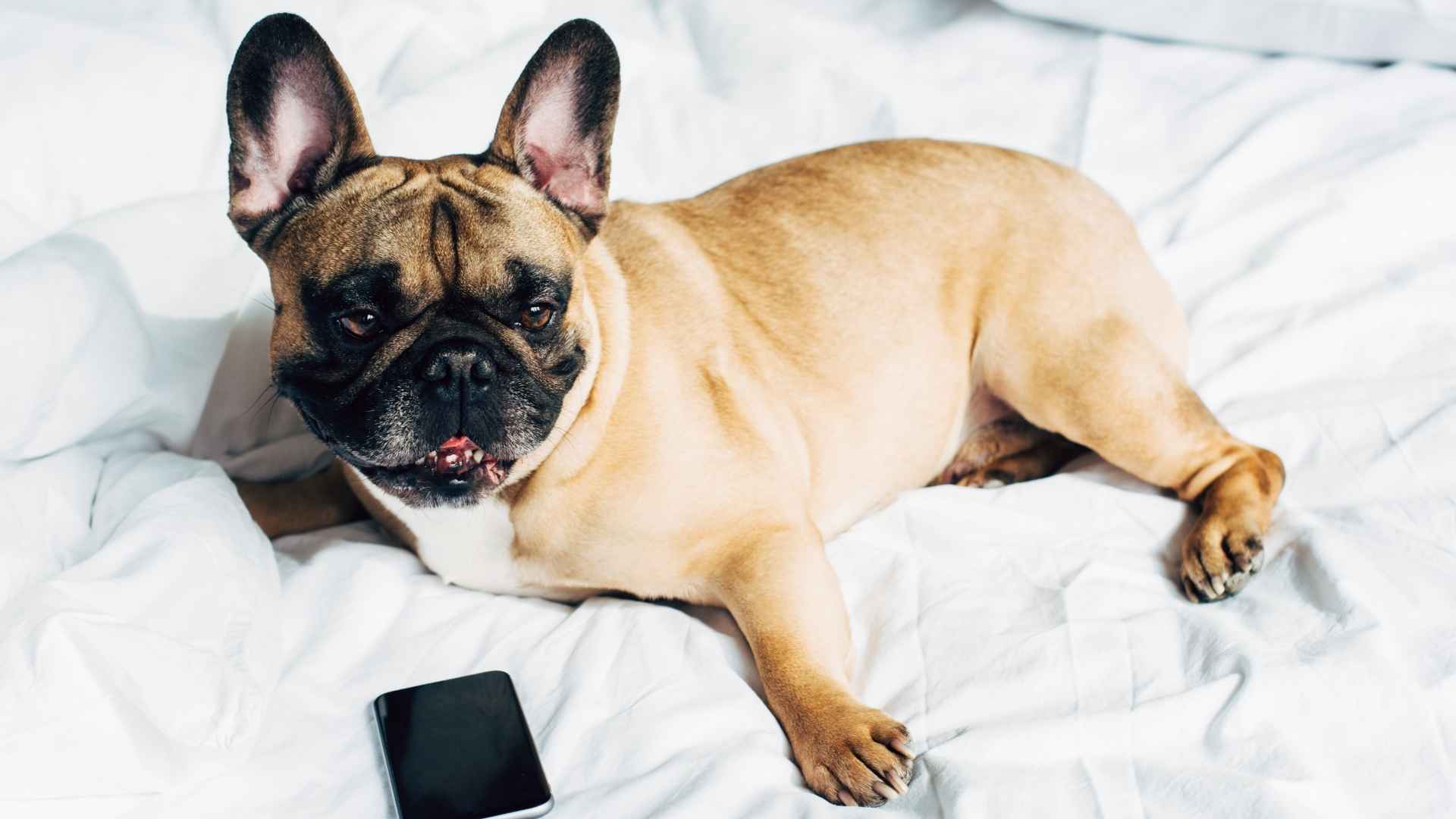7 Dog Breeds That Hate Being Alone at Night and Need Company