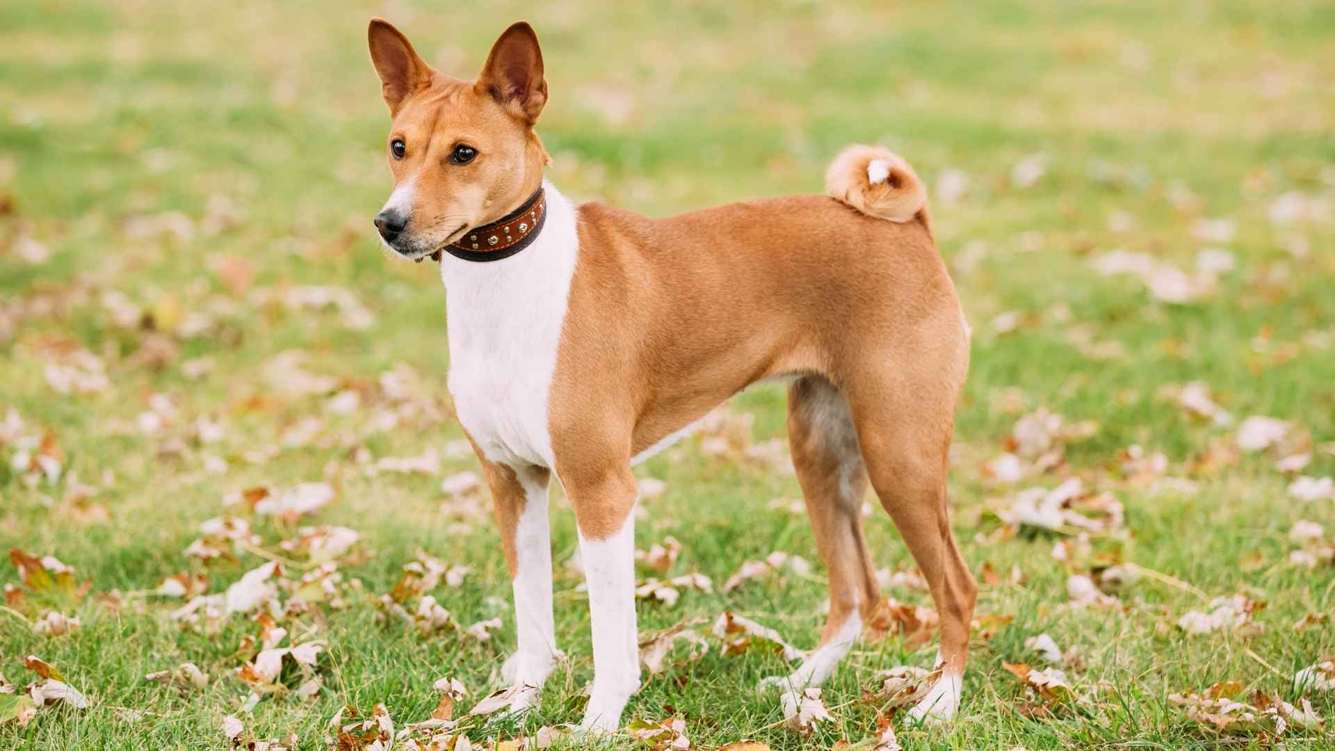 7 Dog Breeds That Hate Public Attention & Prefer Staying Low-Key